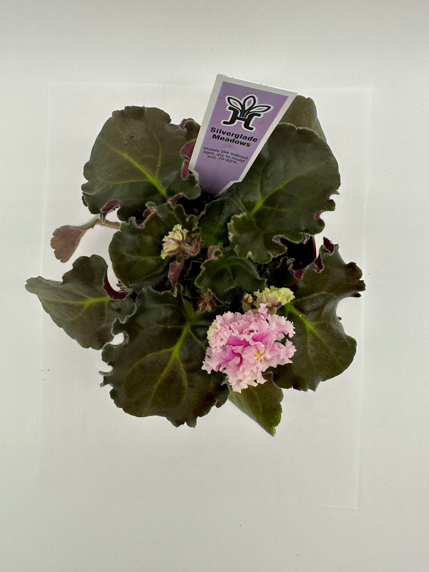 Silverglade Meadows - Live African Violet 4"