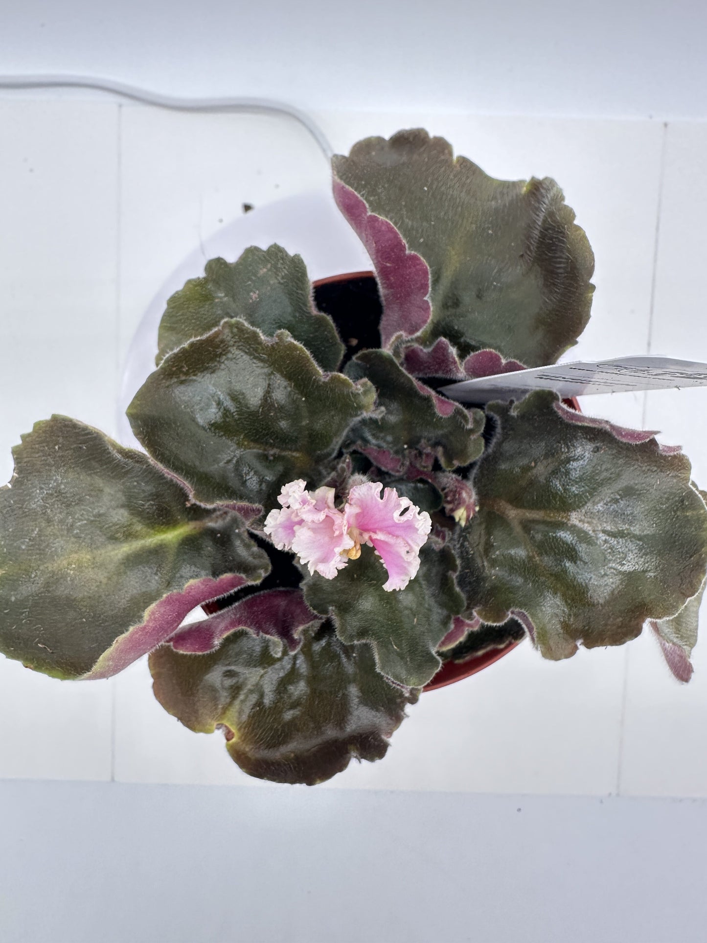 Silverglade Meadows - Live African Violet 4"