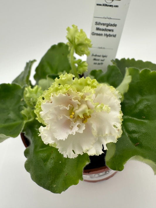 Silverglade Meadows - Green Hybrid - Live African Violet 4"
