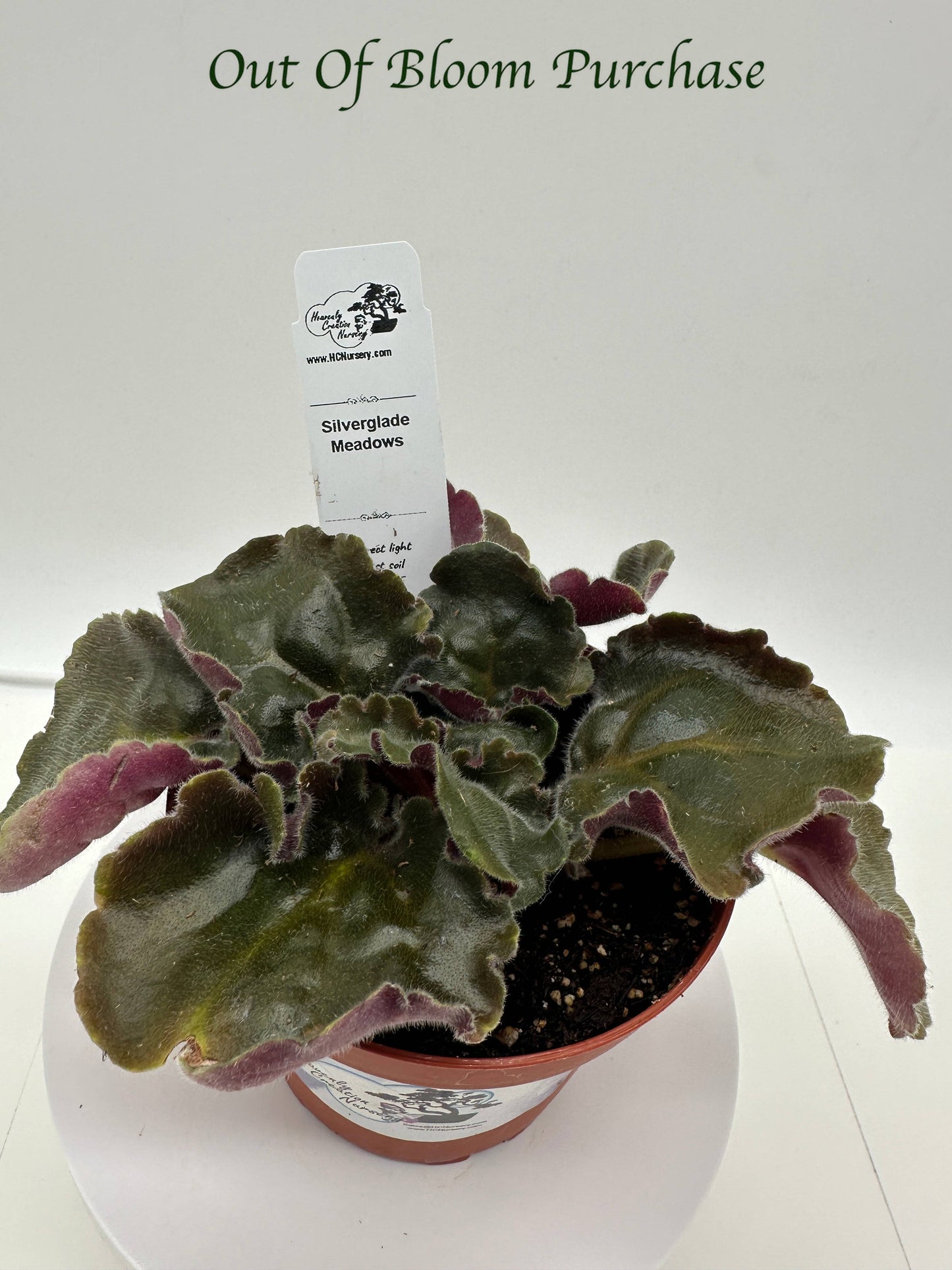 Silverglade Meadows - Live African Violet 4"
