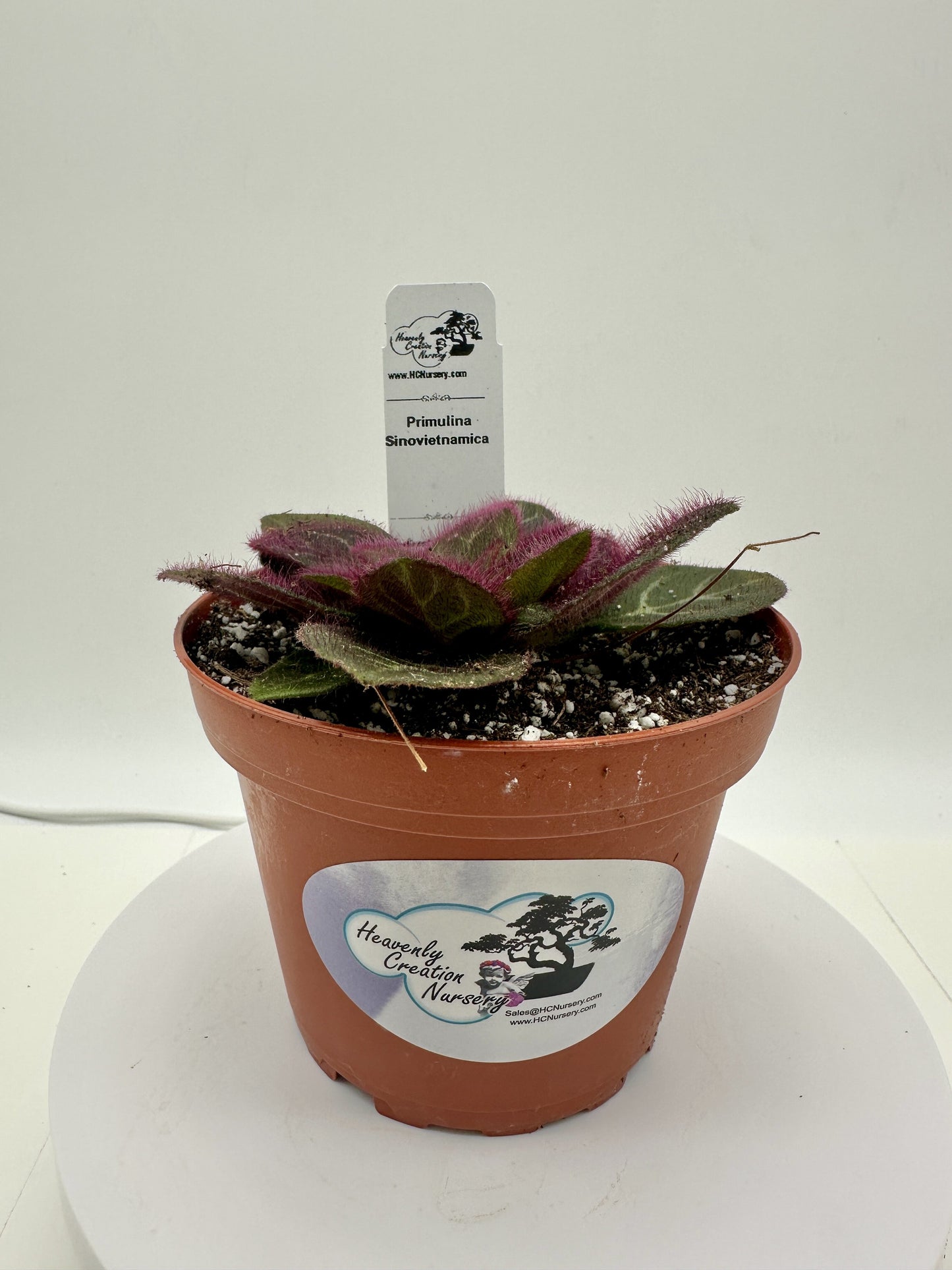 Primulina Sinovietnamica - Live Plant 4" - Rare