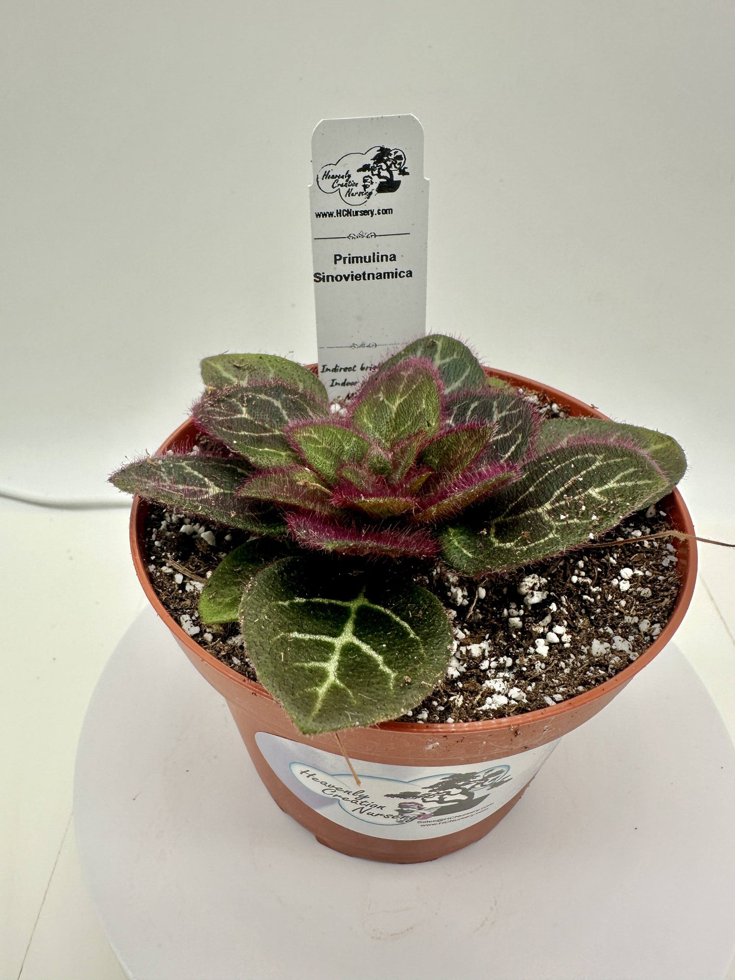 Primulina Sinovietnamica - Live Plant 4" - Rare
