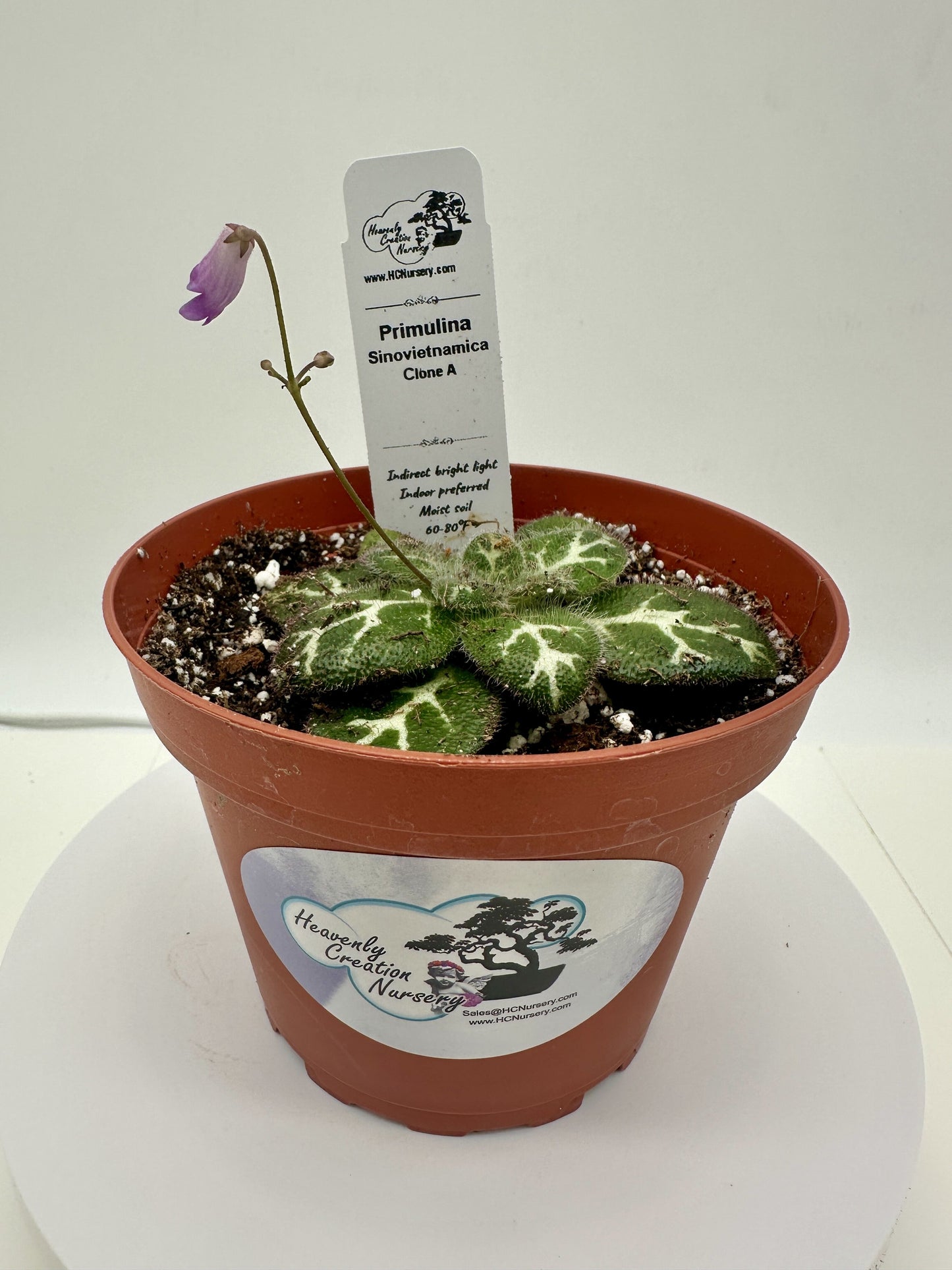 Primulina Sinovietnamica (Clone A) - Live Plant 4" - Very Rare