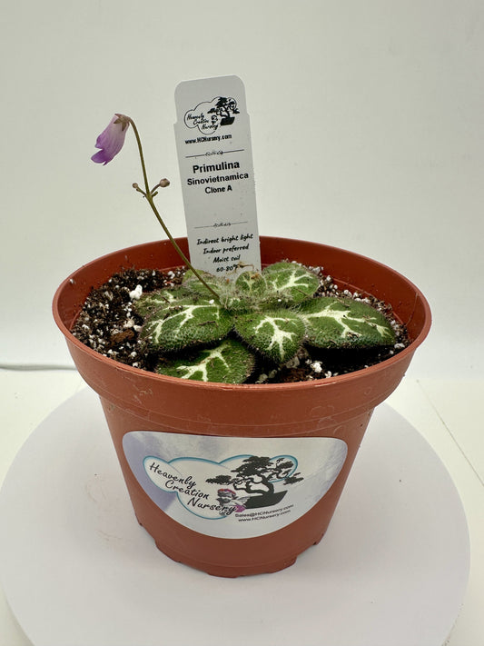 Primulina Sinovietnamica (Clone A) - Live Plant 4" - Very Rare