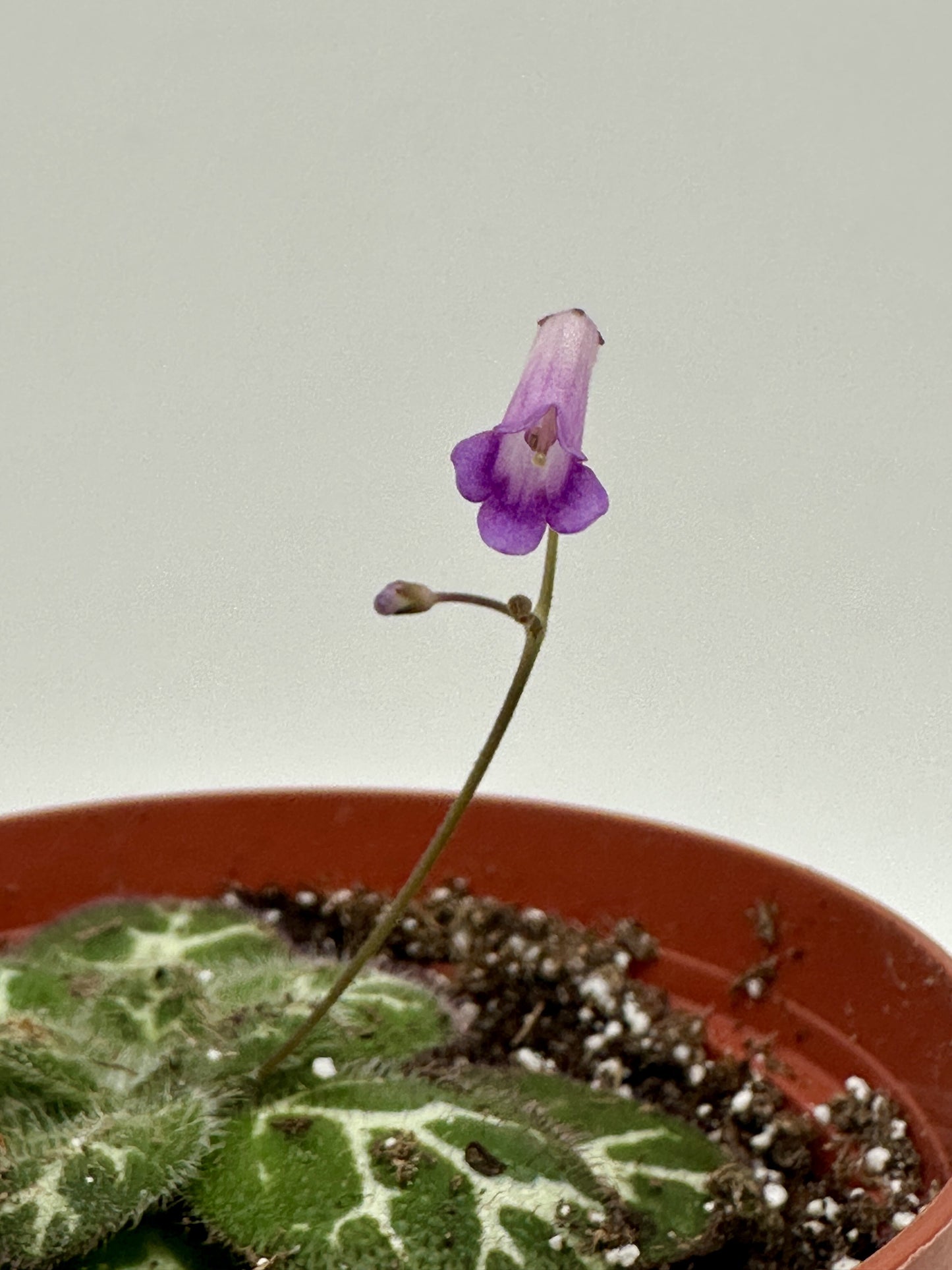Primulina Sinovietnamica (Clone A) - Live Plant 4" - Very Rare