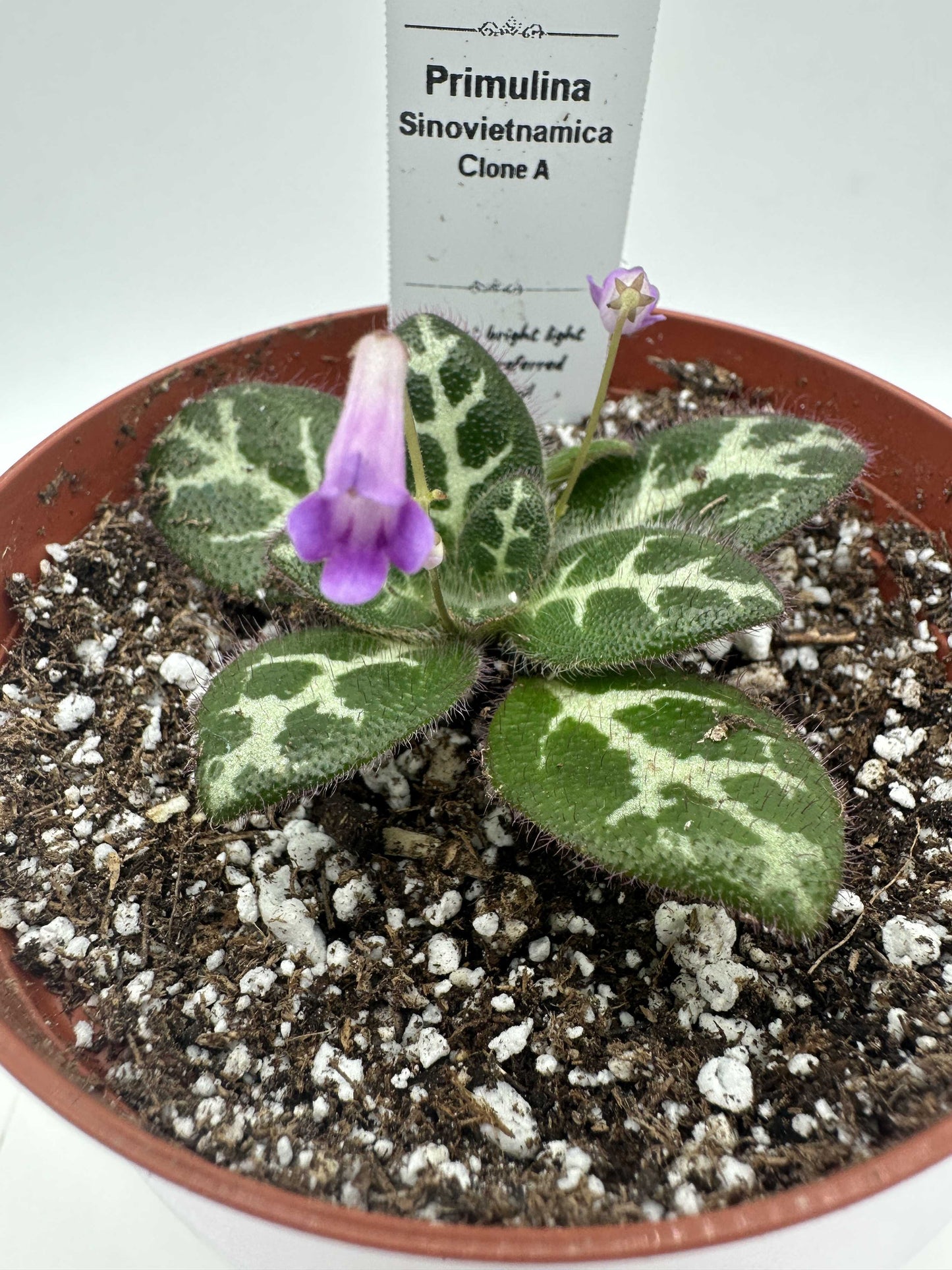 Primulina Sinovietnamica (Clone A) - Live Plant 4" - Very Rare