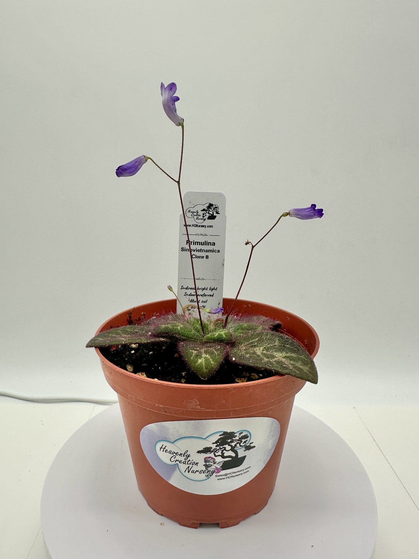 Primulina Sinovietnamica (Clone B) - Live Plant 4" - Very Rare