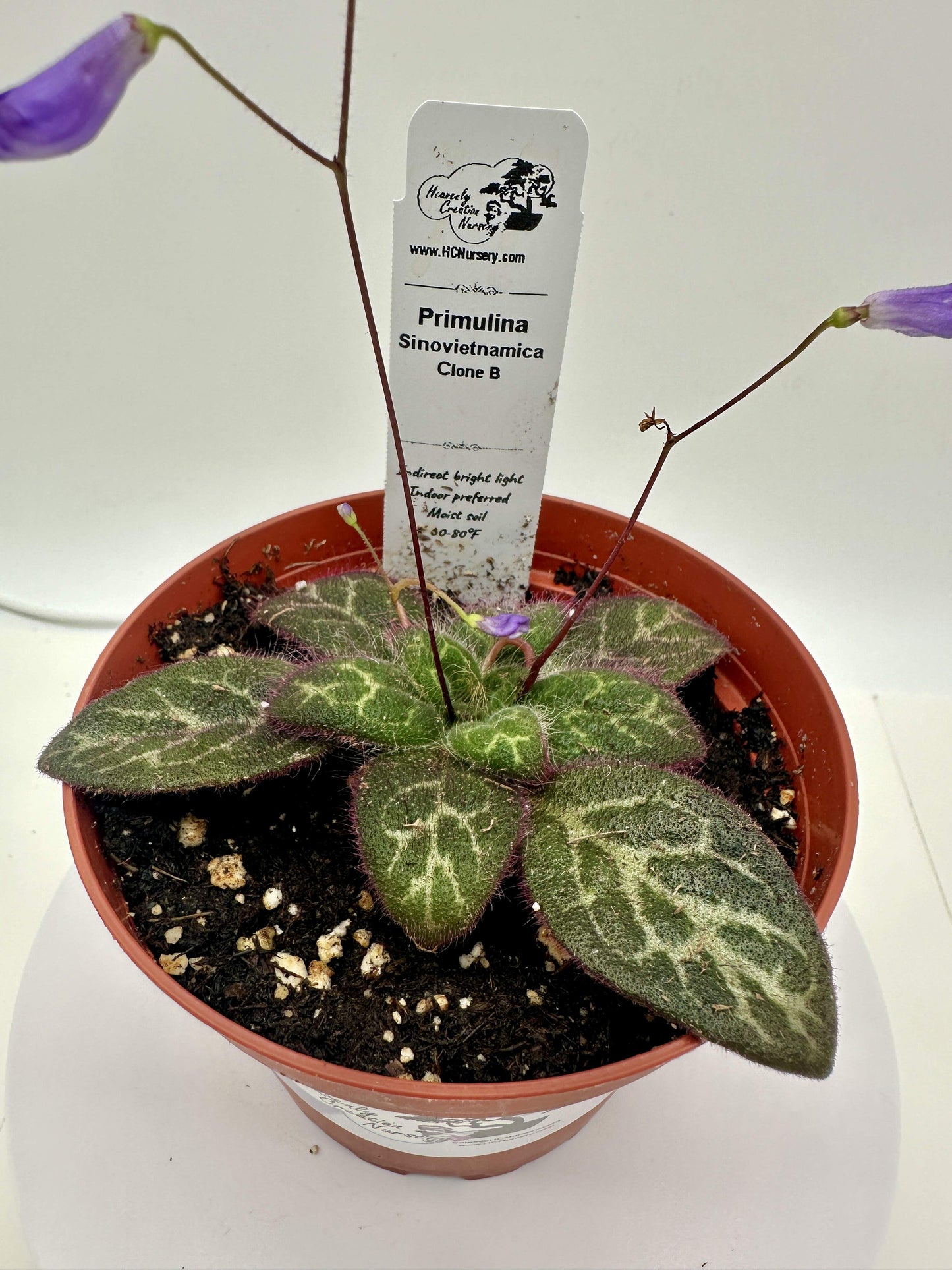 Primulina Sinovietnamica (Clone B) - Live Plant 4" - Very Rare