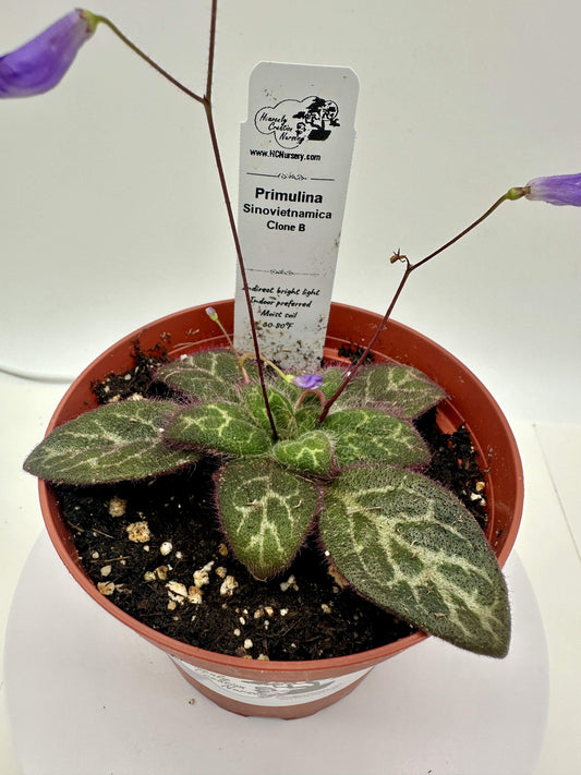 Primulina Sinovietnamica (Clone B) - Live Plant 4" - Very Rare