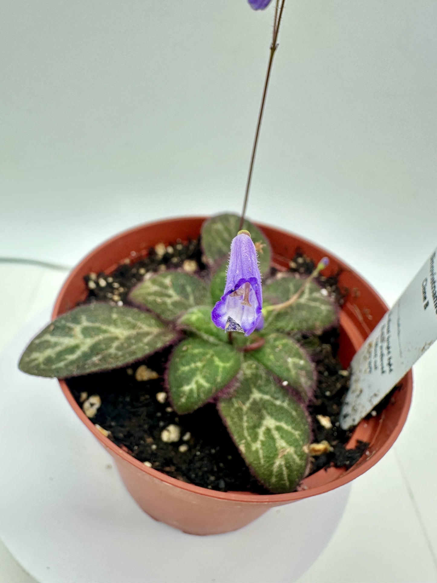 Primulina Sinovietnamica (Clone B) - Live Plant 4" - Very Rare