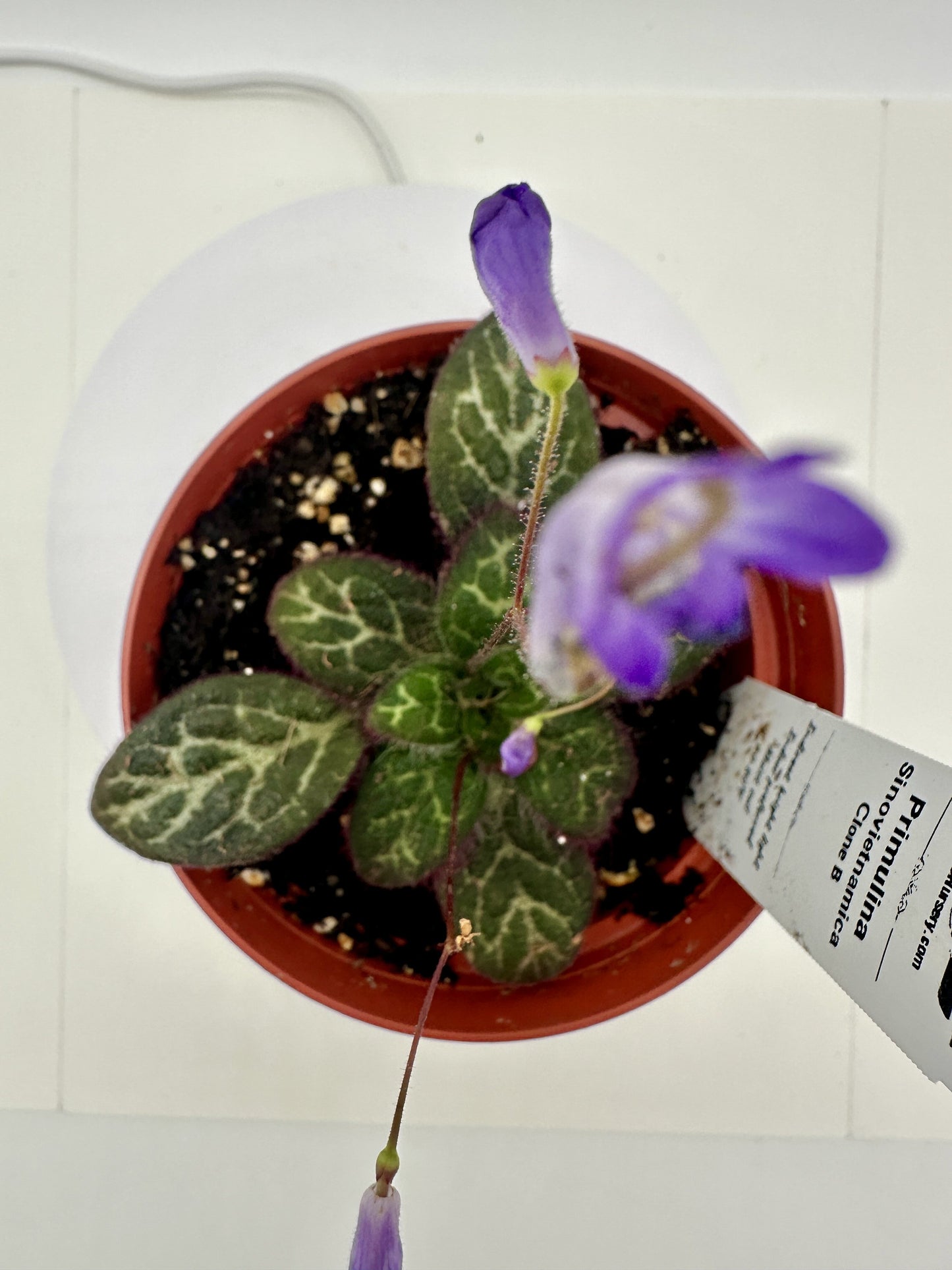 Primulina Sinovietnamica (Clone B) - Live Plant 4" - Very Rare