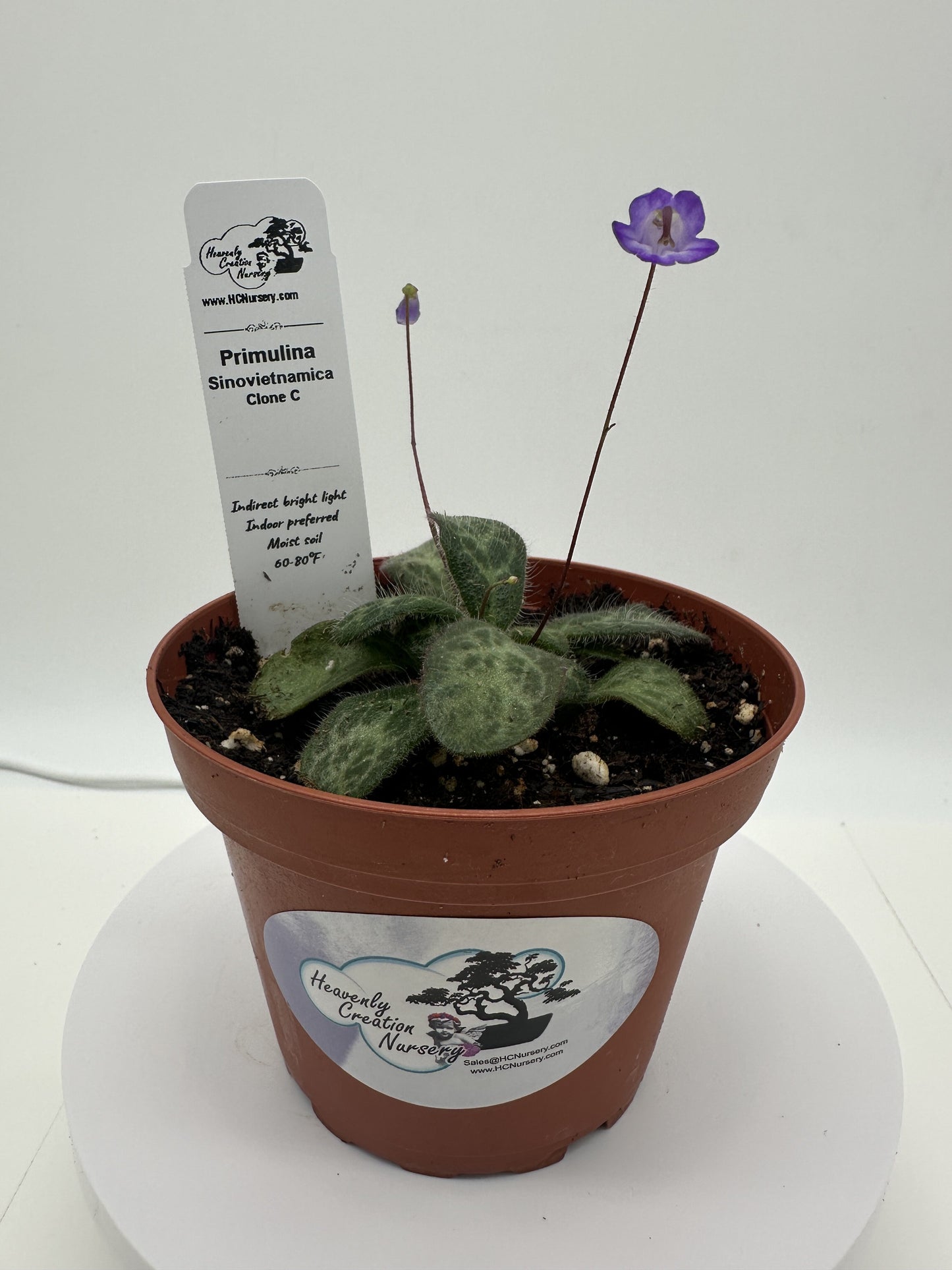 Primulina Sinovietnamica (Clone C) - Live Plant 4" - Very Rare
