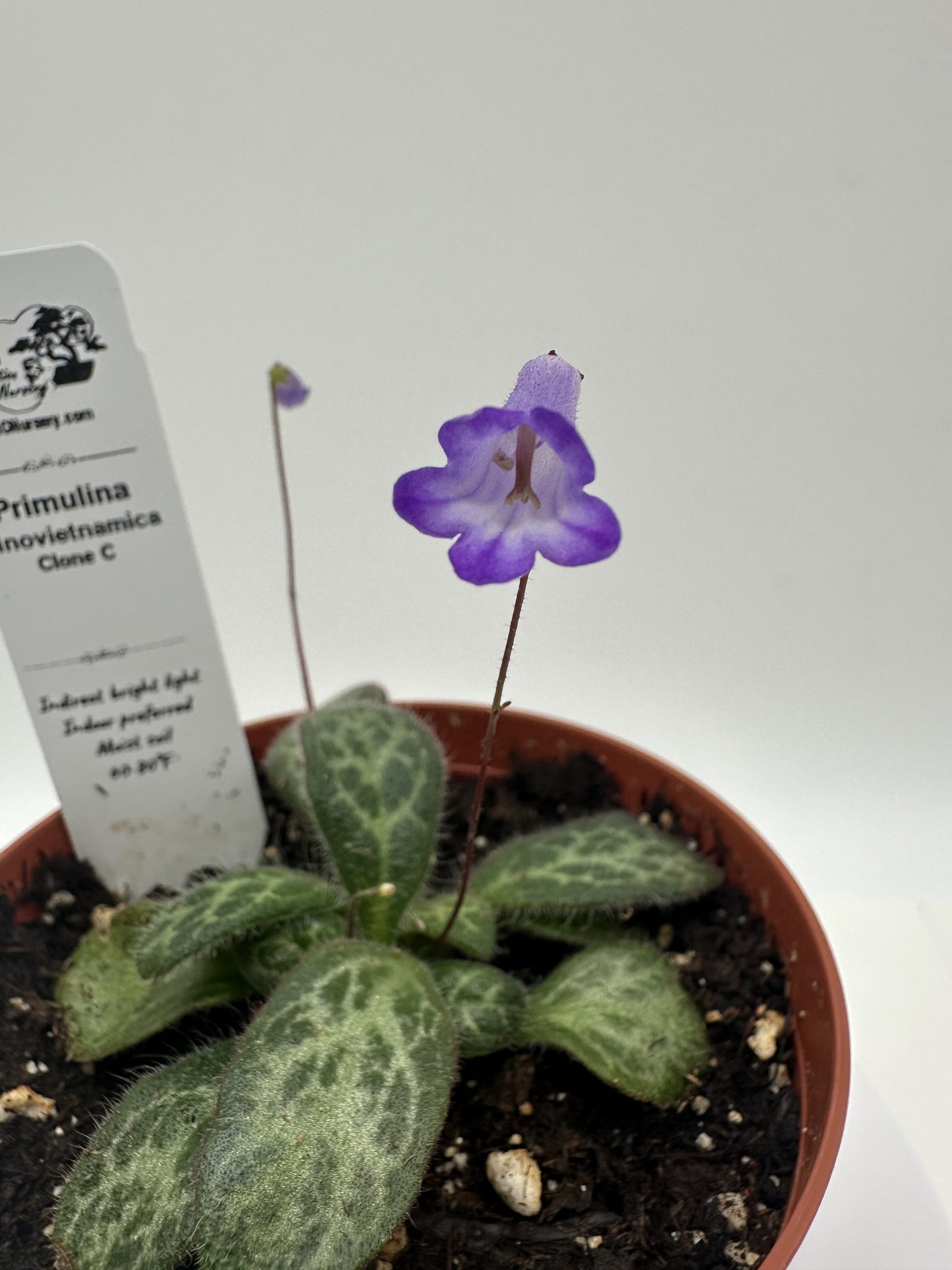 Primulina Sinovietnamica (Clone C) - Live Plant 4" - Very Rare
