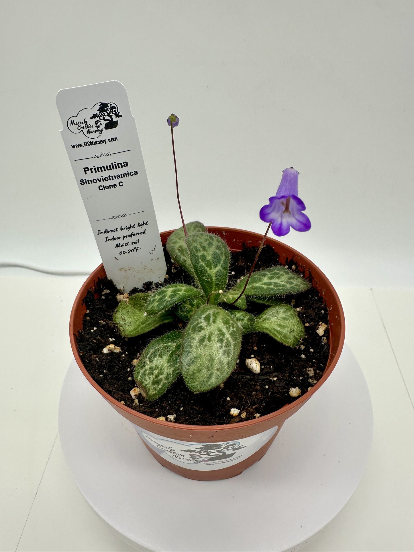 Primulina Sinovietnamica (Clone C) - Live Plant 4" - Very Rare