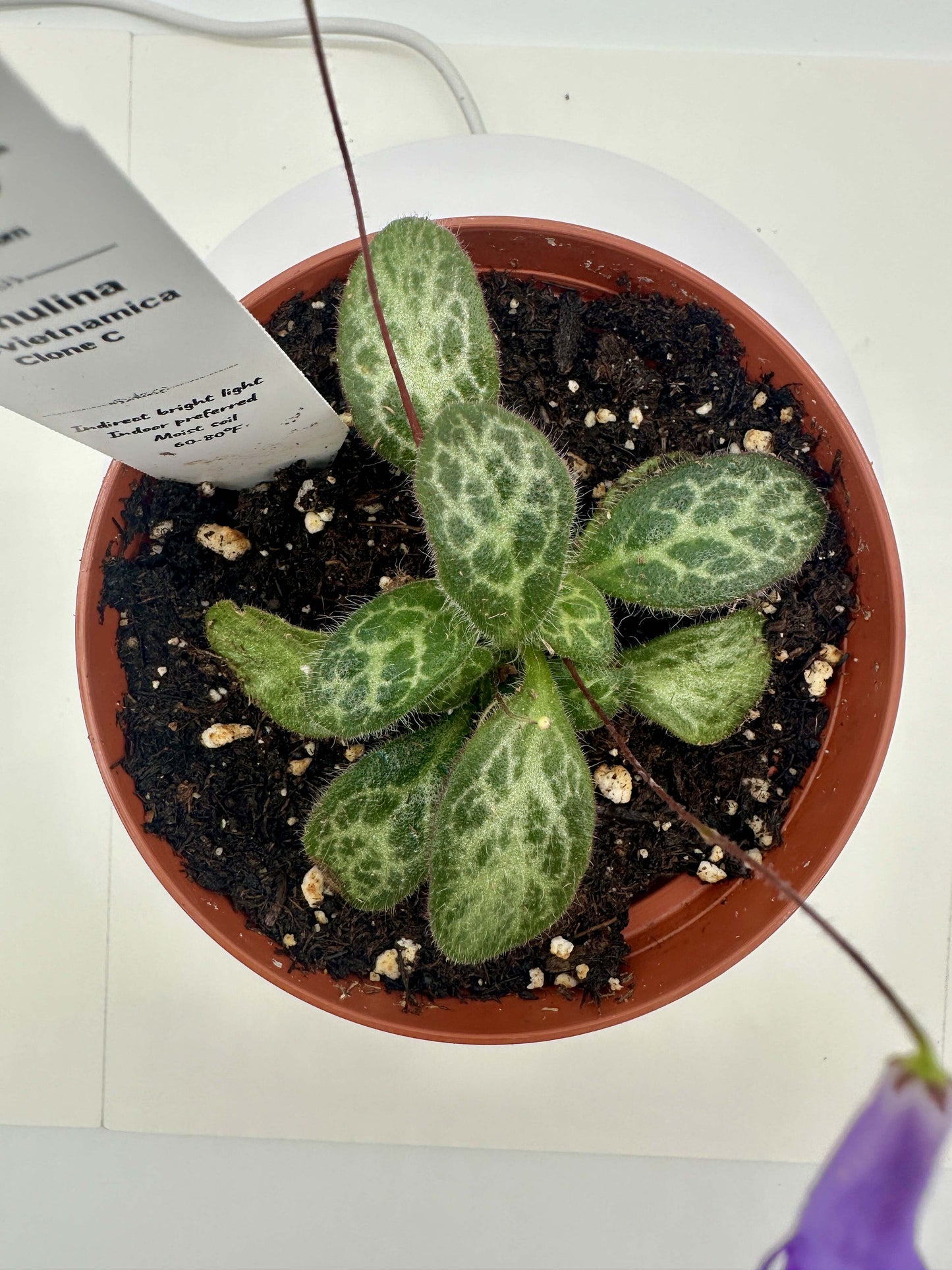 Primulina Sinovietnamica (Clone C) - Live Plant 4" - Very Rare