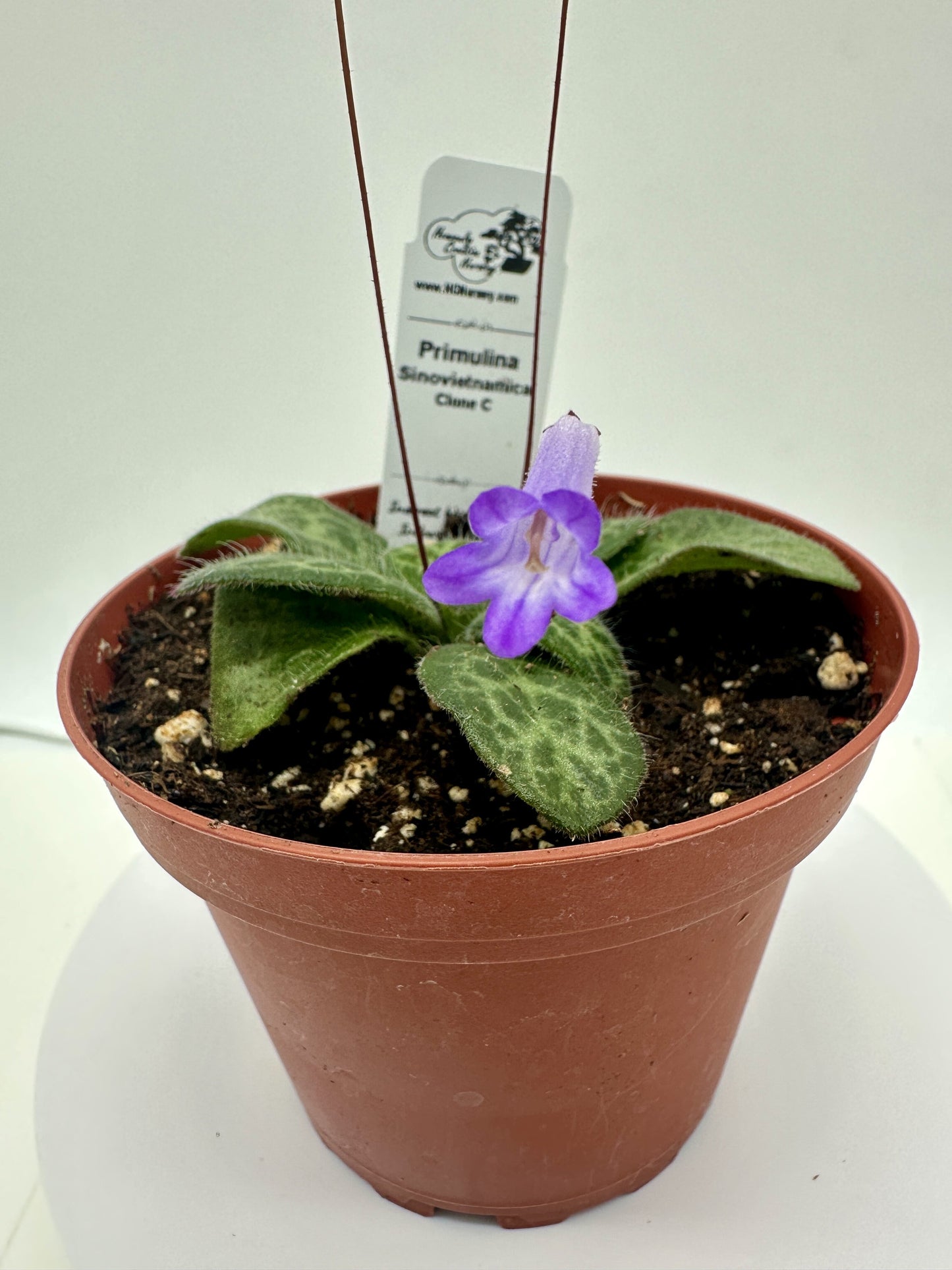 Primulina Sinovietnamica (Clone C) - Live Plant 4" - Very Rare