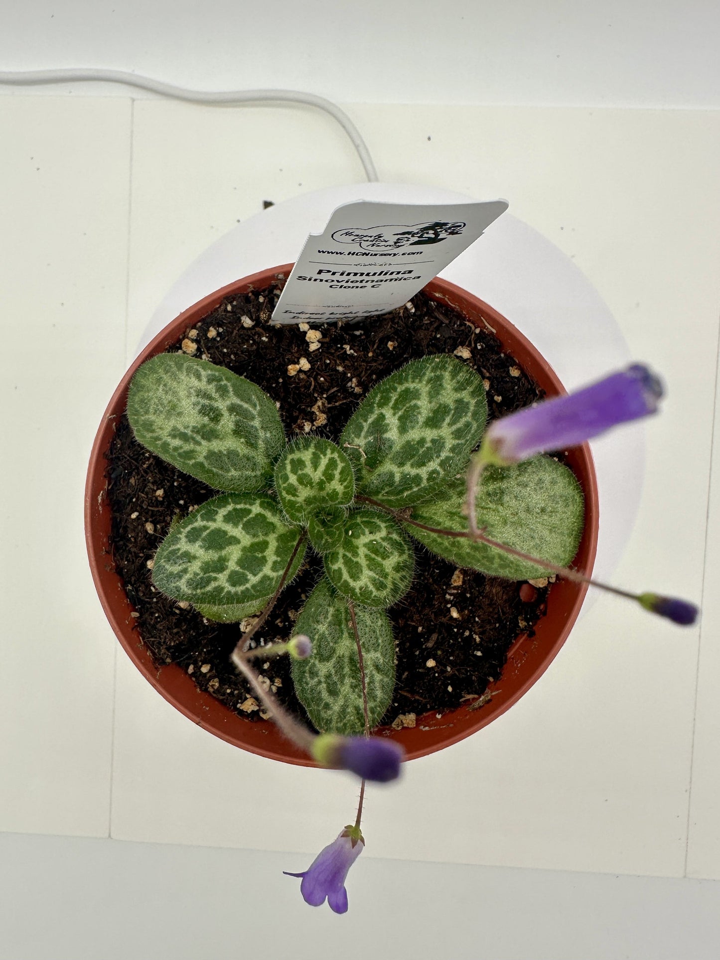 Primulina Sinovietnamica (Clone C) - Live Plant 4" - Very Rare