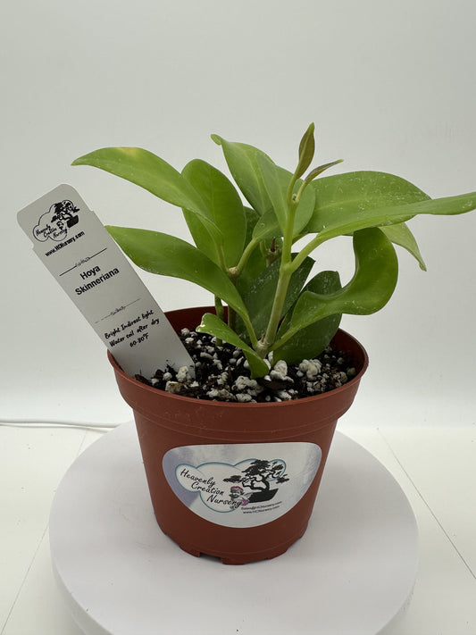 Skinneriana - Live Hoya 4"