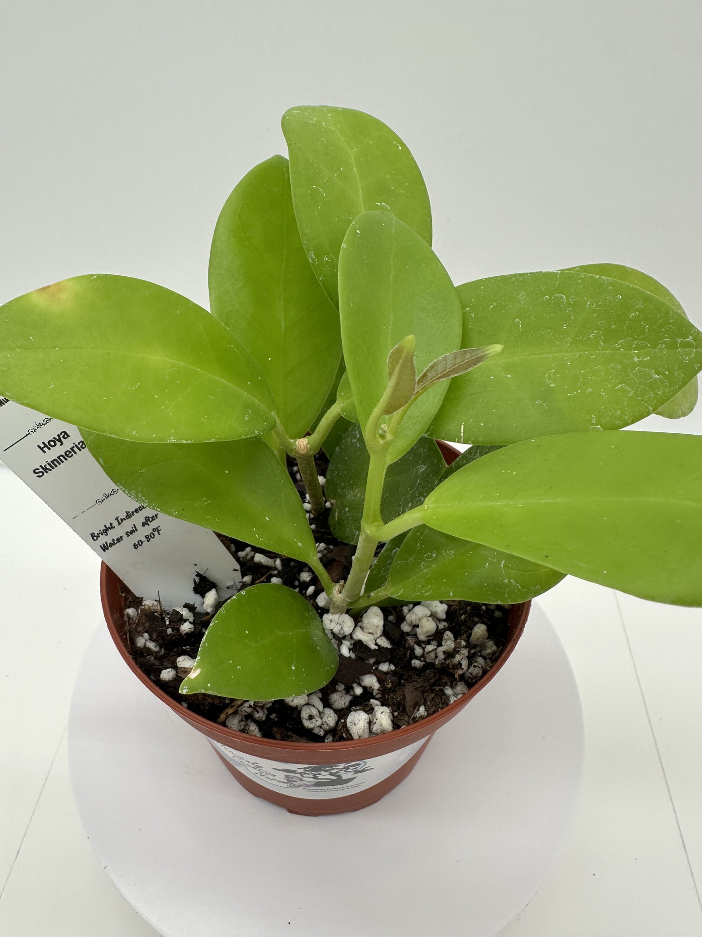 Skinneriana - Live Hoya 4"