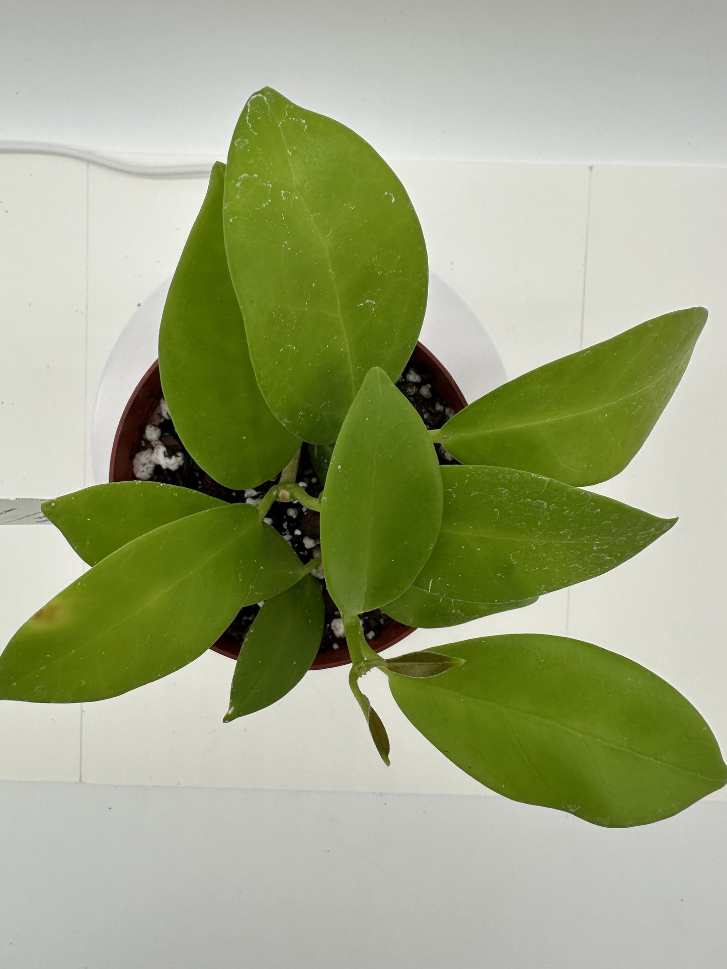 Skinneriana - Live Hoya 4"