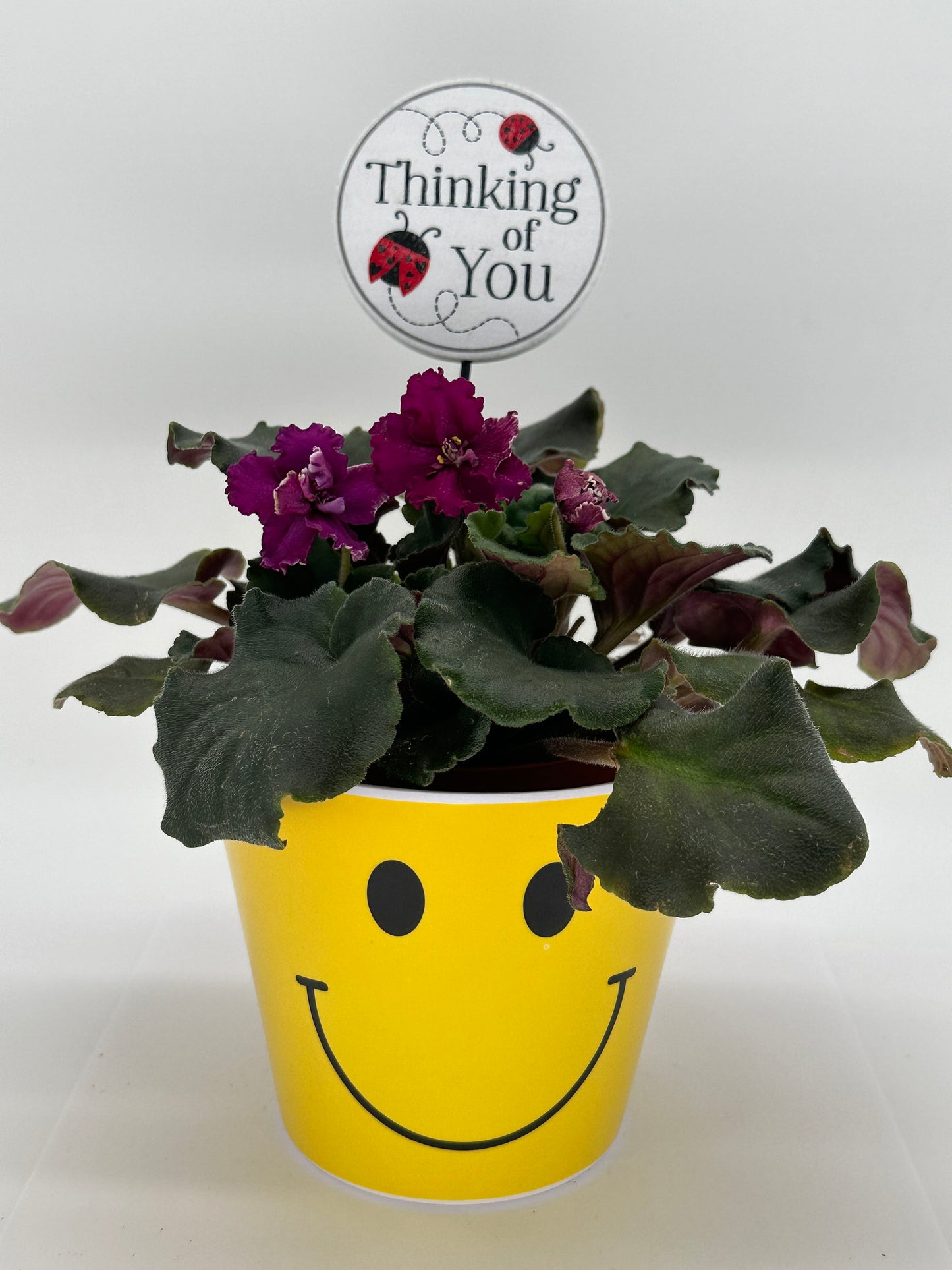 Smile - Plant Bucket