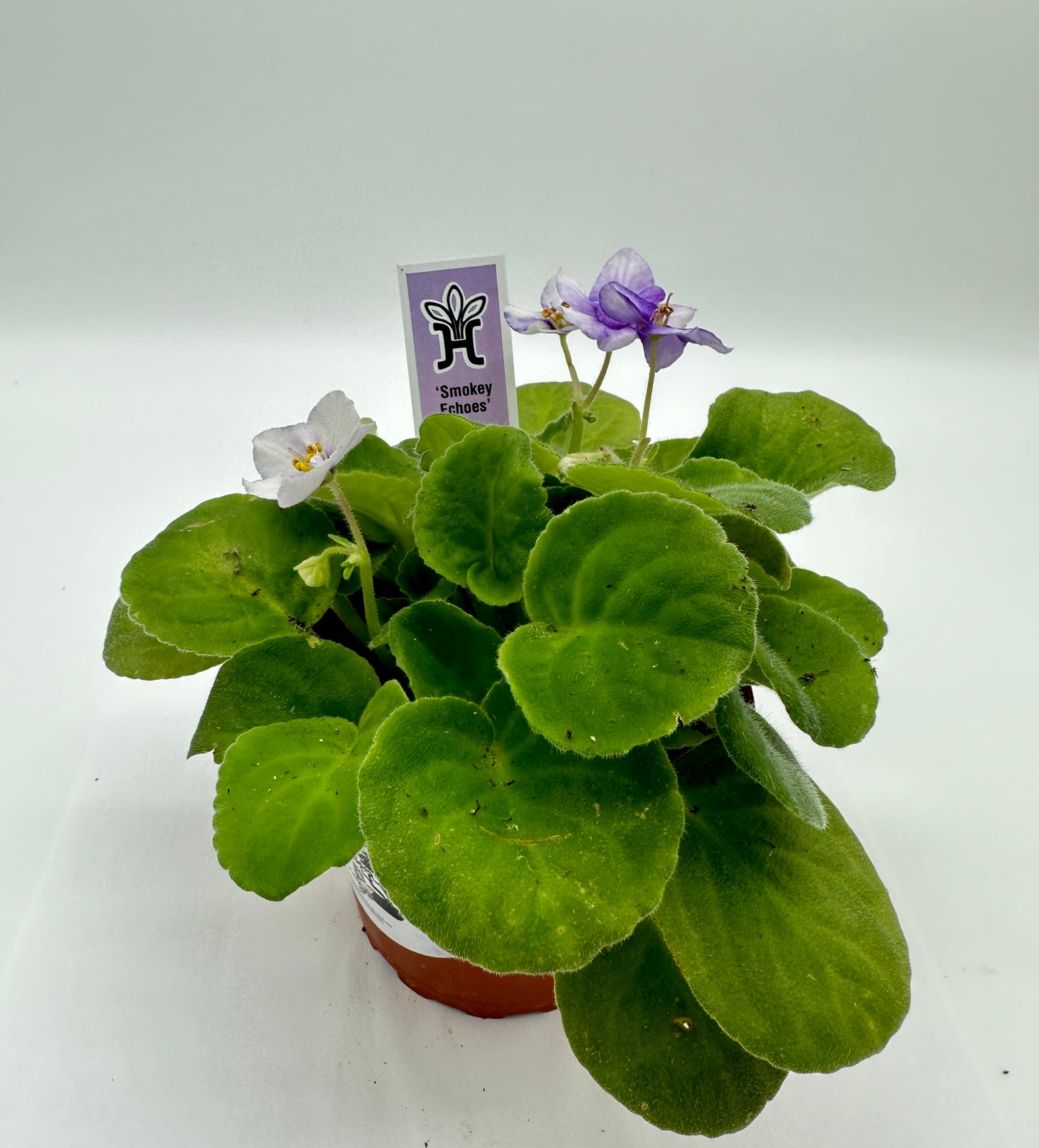 Smokey Echoes - Live African Violet 4"