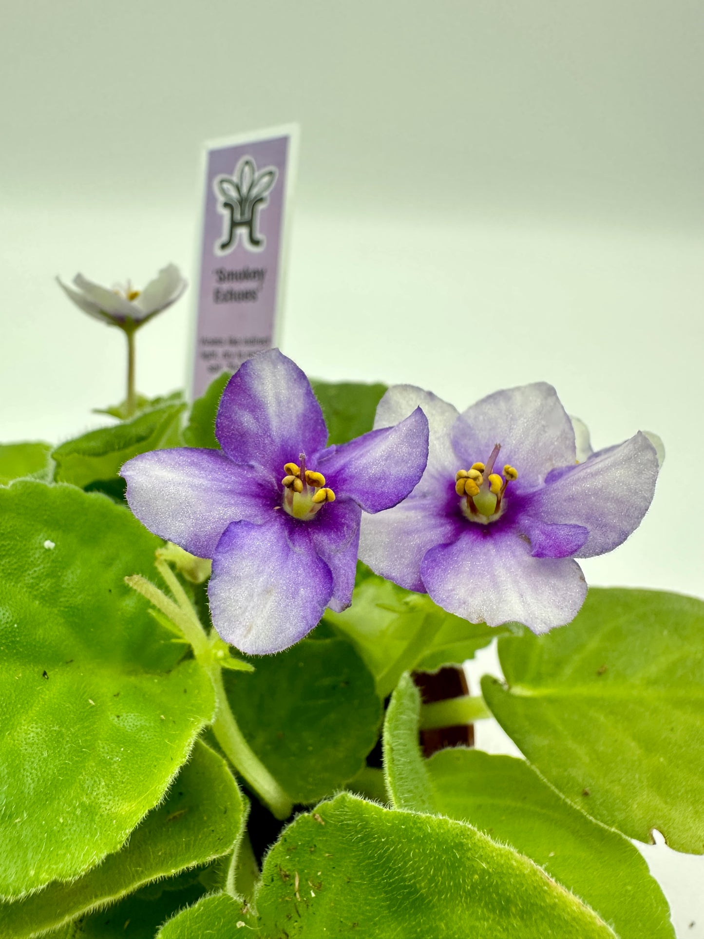 Smokey Echoes - Live African Violet 4"