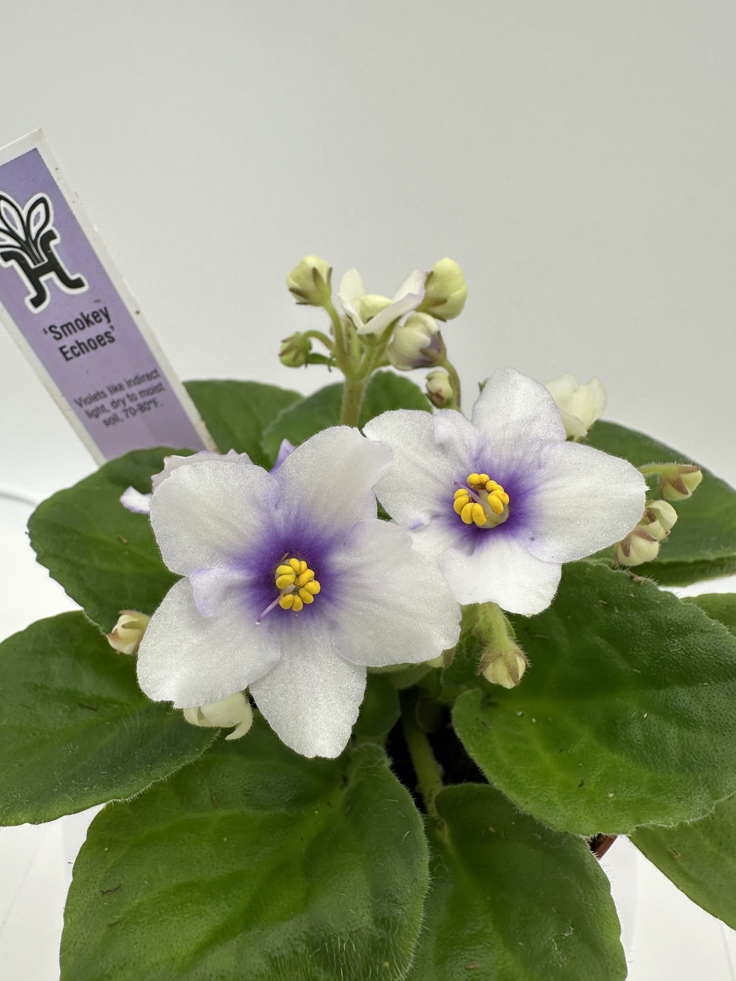 Smokey Echoes - Live African Violet 4"