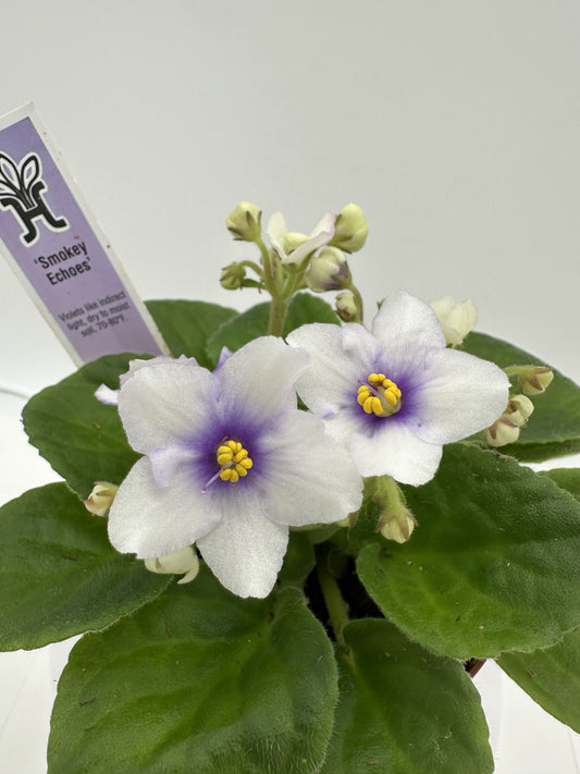 Smokey Echoes - Live African Violet 4"