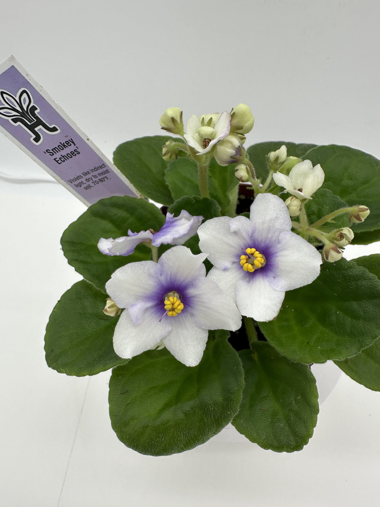 Smokey Echoes - Live African Violet 4"