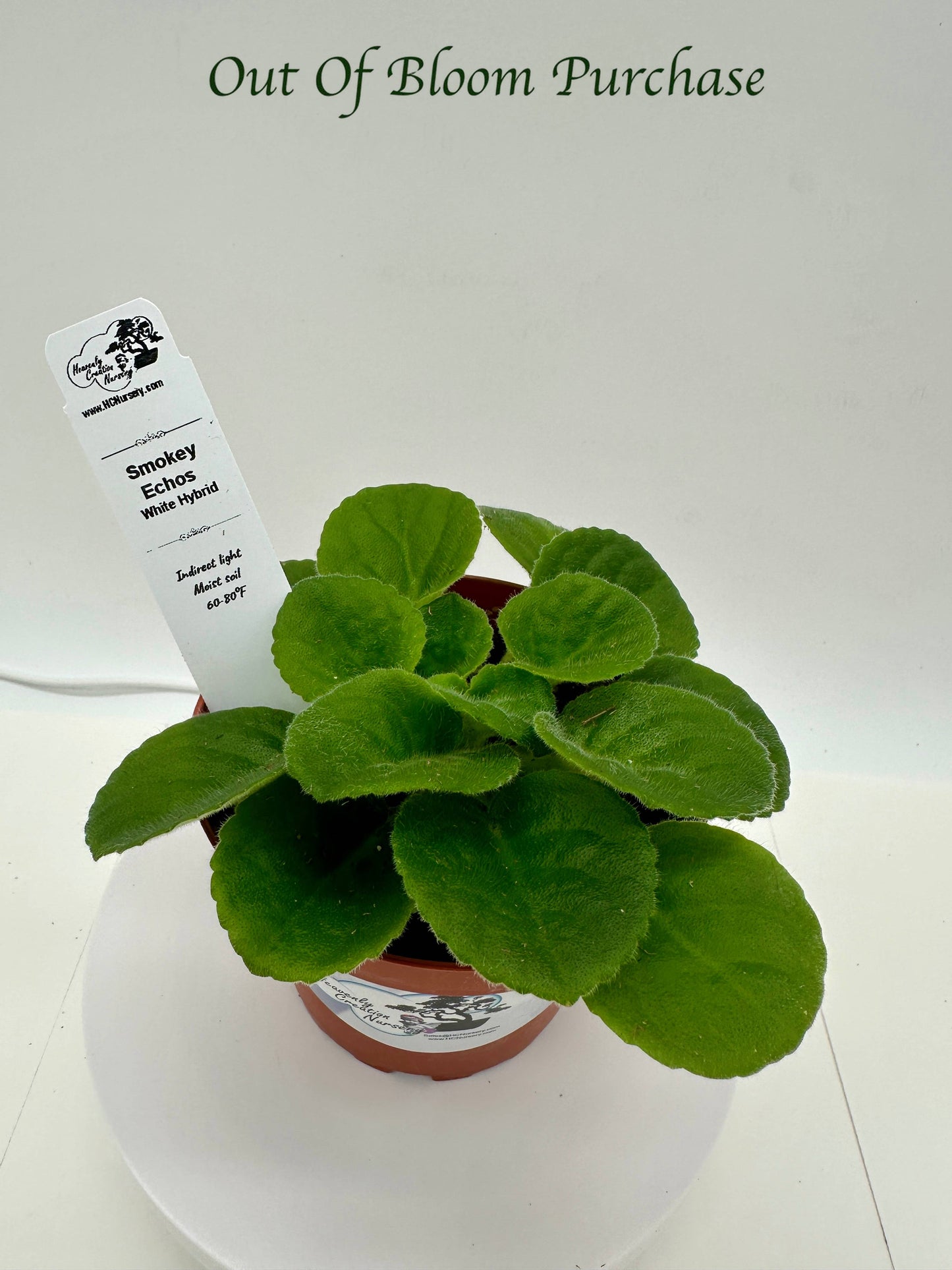 Smokey Echoes - White Hybrid - Live African Violet 4"