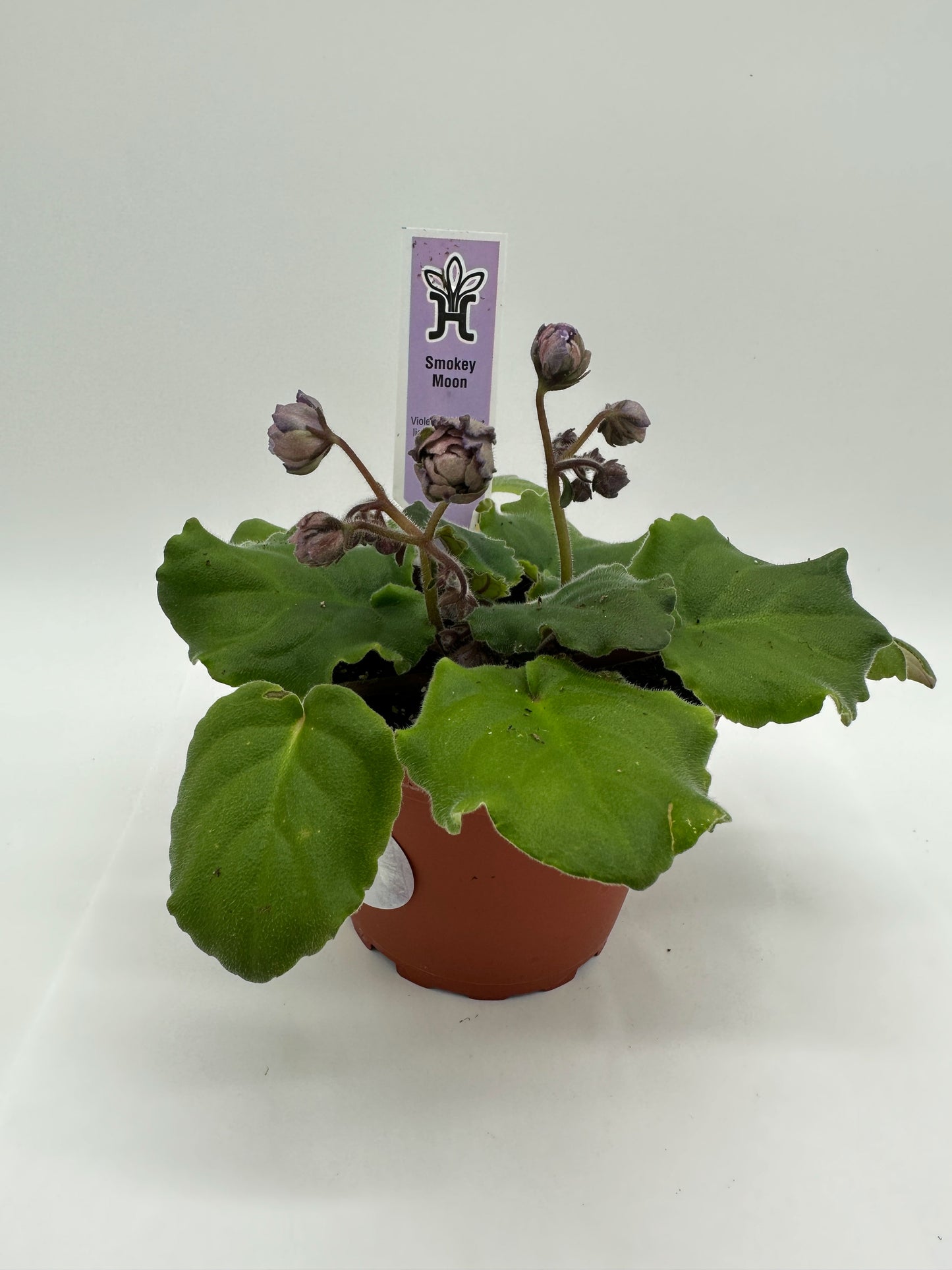 Smokey Moon - Live African Violet 4"