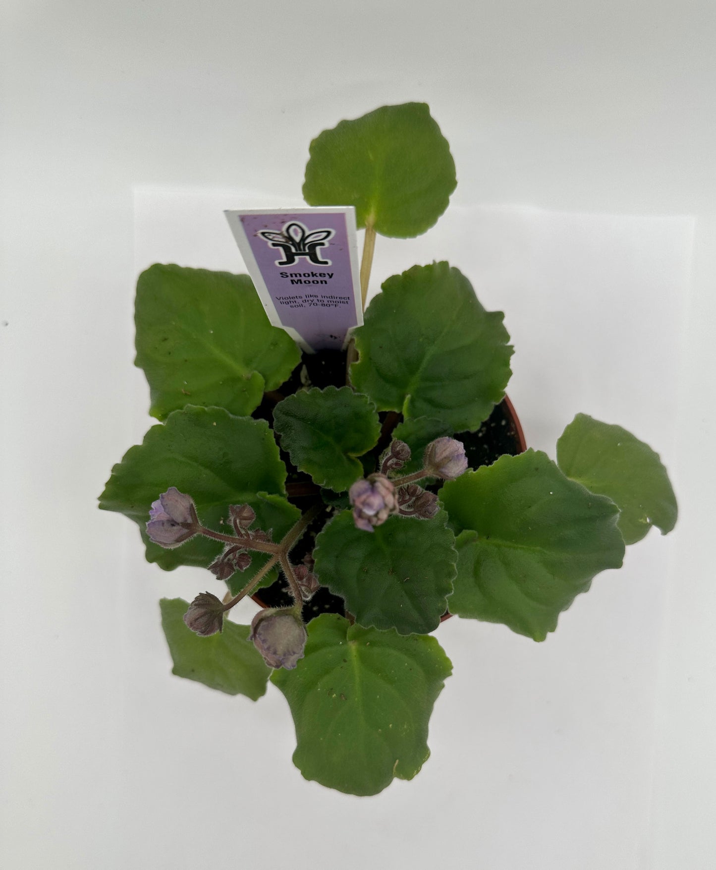 Smokey Moon - Live African Violet 4"