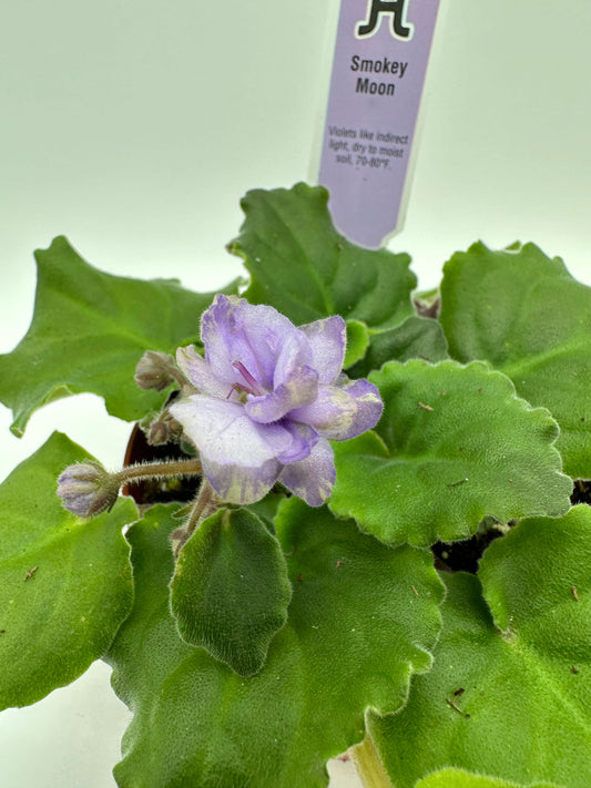 Smokey Moon - Live African Violet 4"