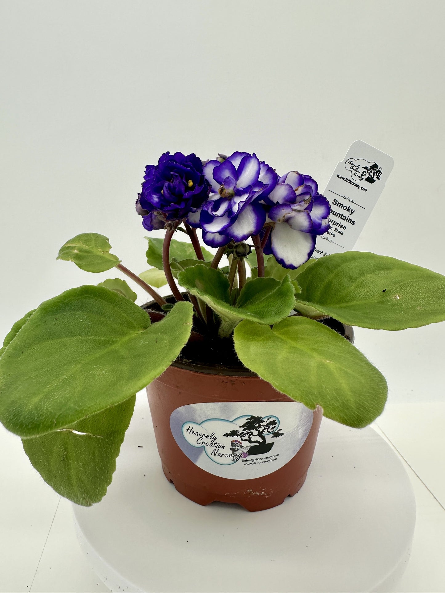 Smoky Mountains - Surprise - Live African Violet 4" - Series: State Parks