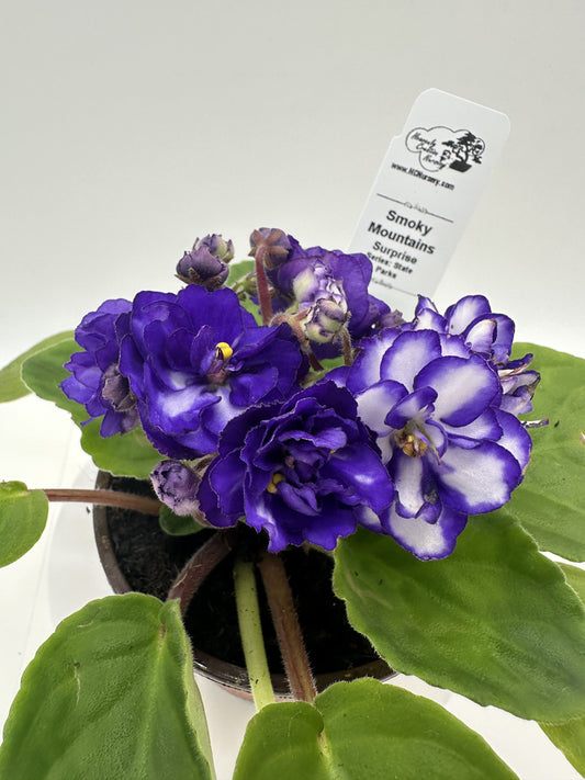 Smoky Mountains - Surprise - Live African Violet 4" - Series: State Parks