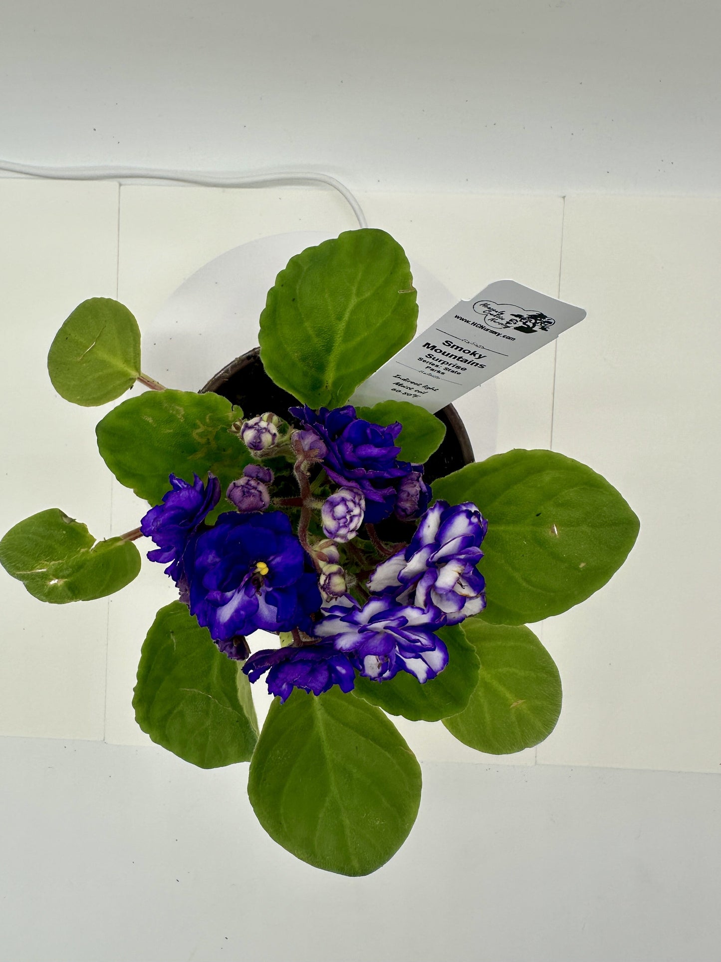 Smoky Mountains - Surprise - Live African Violet 4" - Series: State Parks
