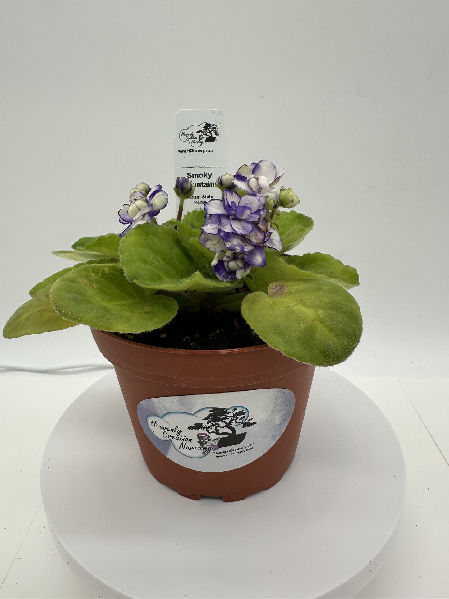 Smoky Mountains - Live African Violet 4" - Series: State Parks - (HCN Selection)