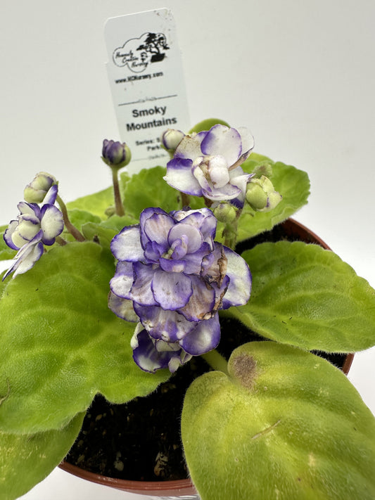 Smoky Mountains - Live African Violet 4" - Series: State Parks - (HCN Selection)