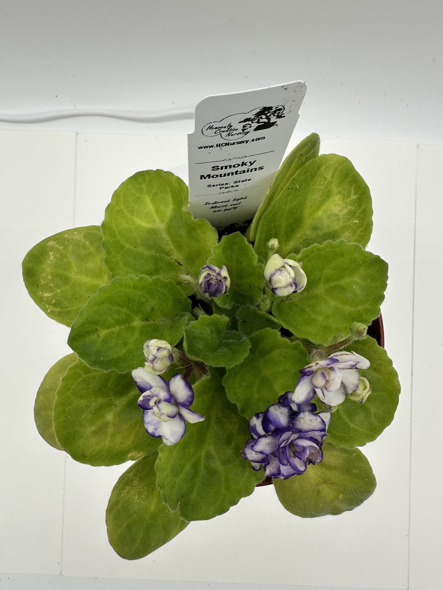 Smoky Mountains - Live African Violet 4" - Series: State Parks - (HCN Selection)