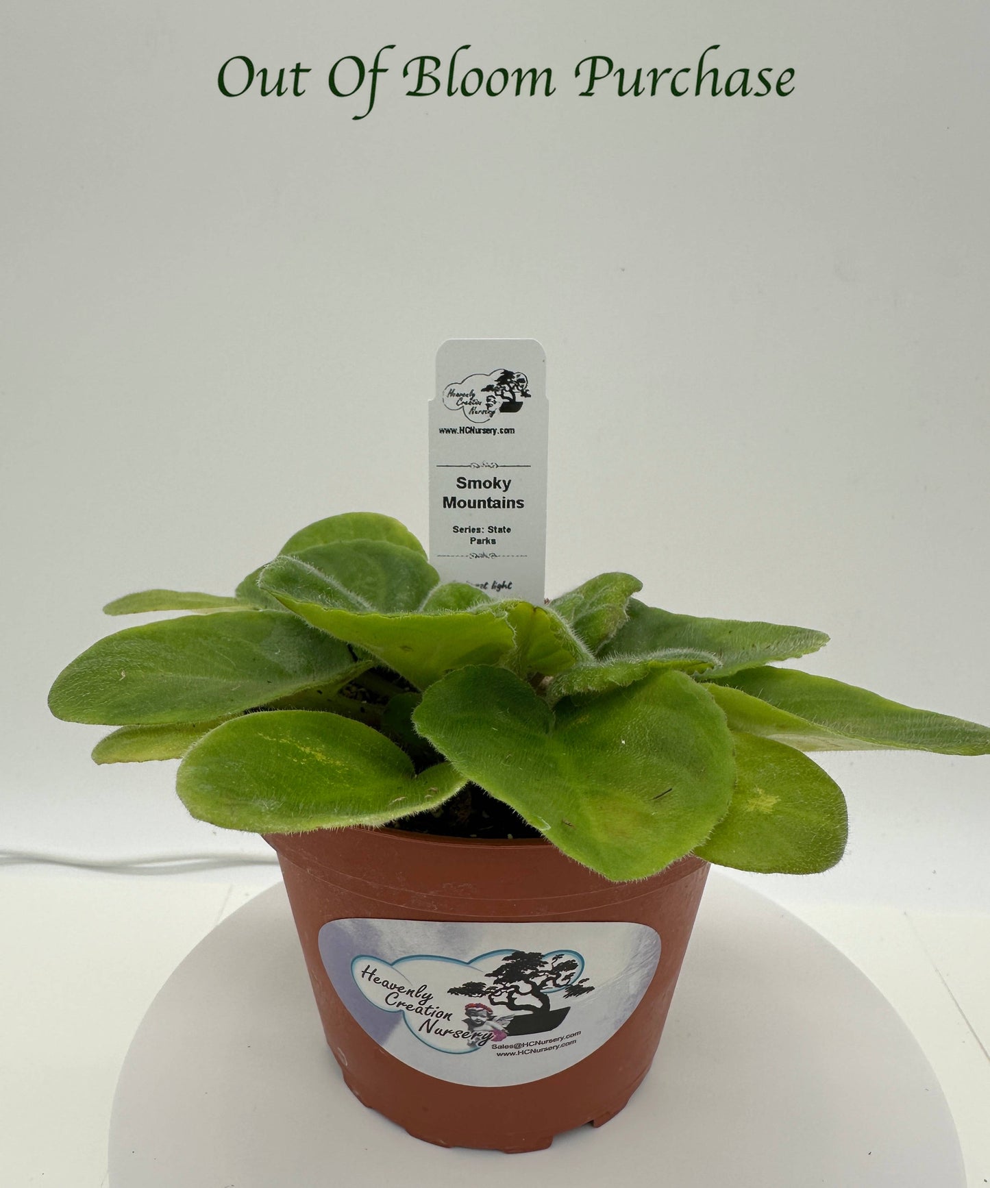 Smoky Mountains - Live African Violet 4" - Series: State Parks - (HCN Selection)