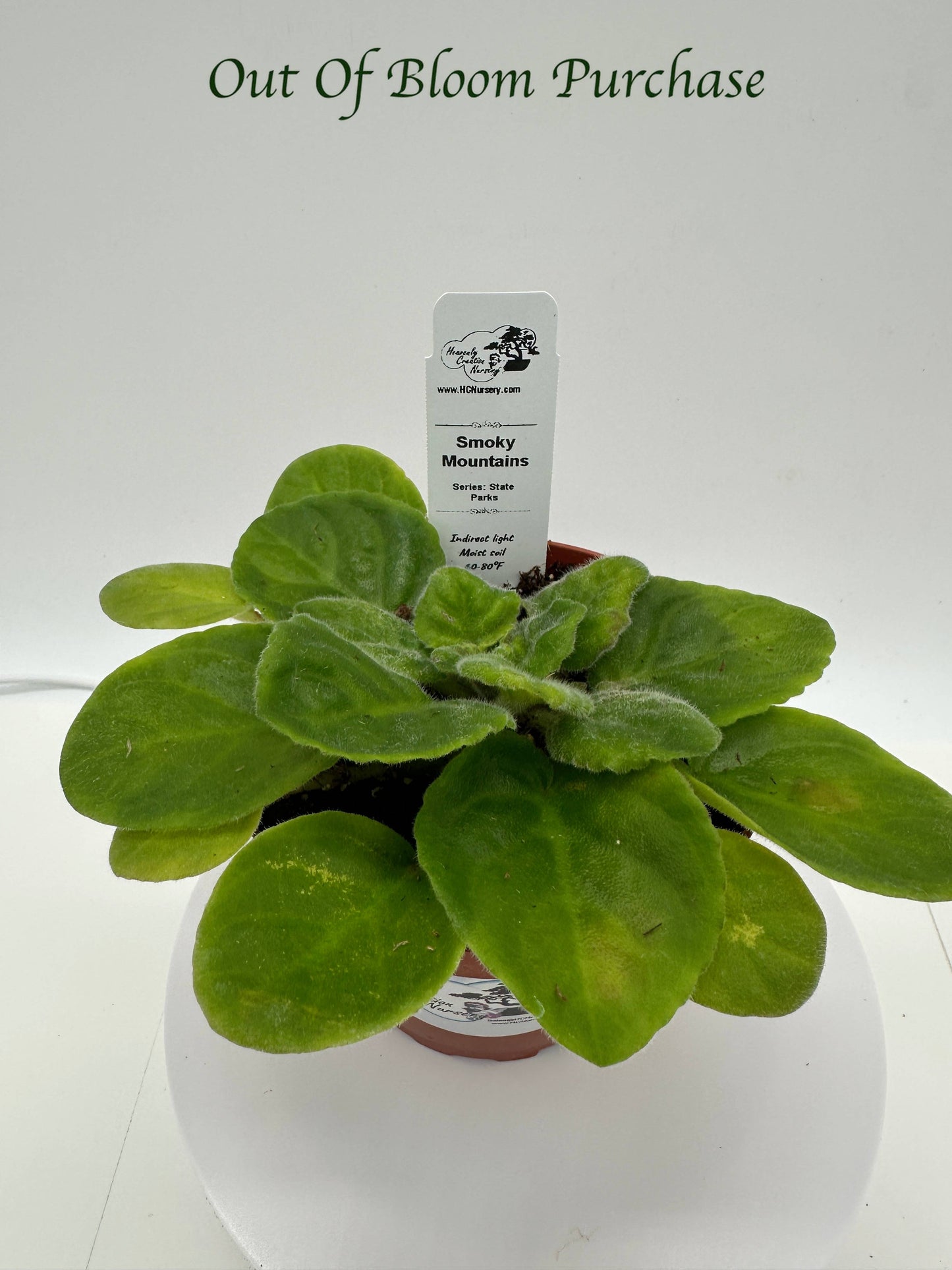 Smoky Mountains - Live African Violet 4" - Series: State Parks - (HCN Selection)