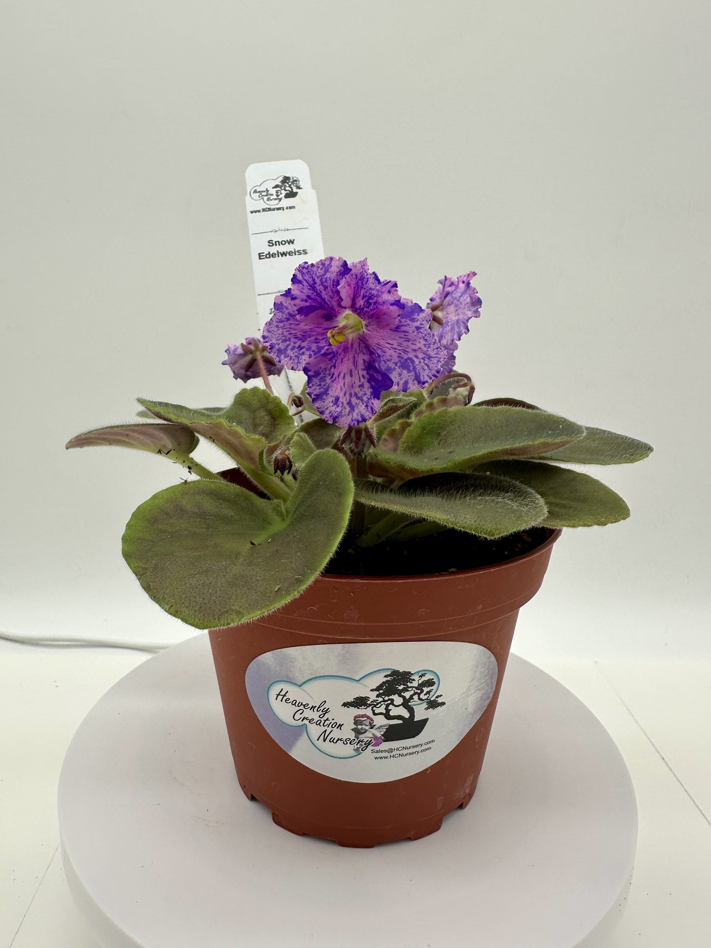 Snow Edelweiss - Live African Violet 4"