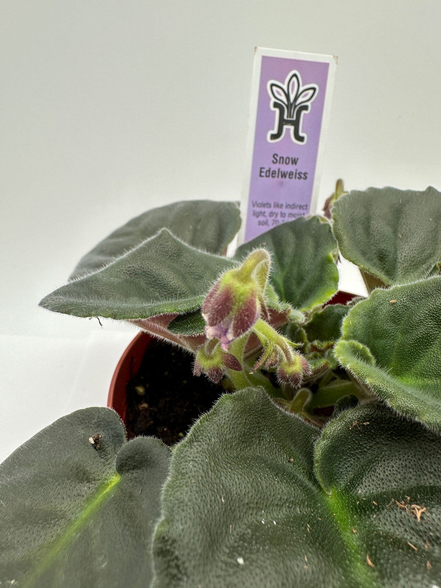 Snow Edelweiss - Live African Violet 4"