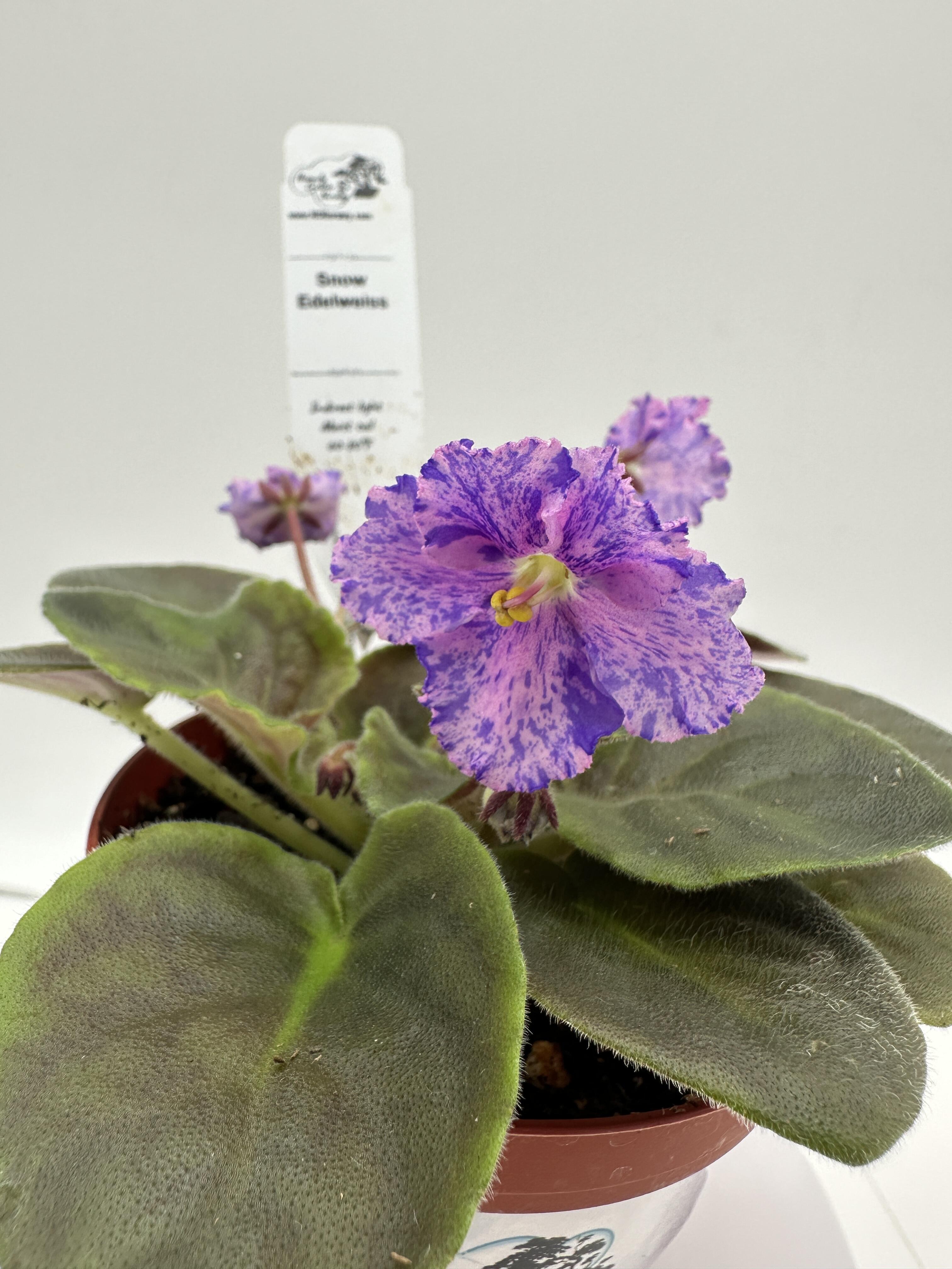 Snow Edelweiss - Live African Violet 4