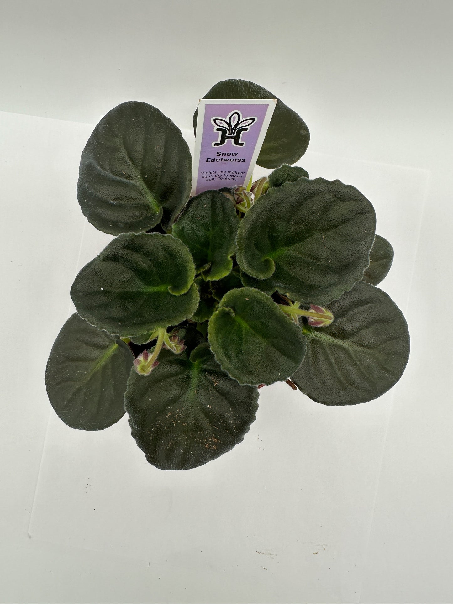 Snow Edelweiss - Live African Violet 4"