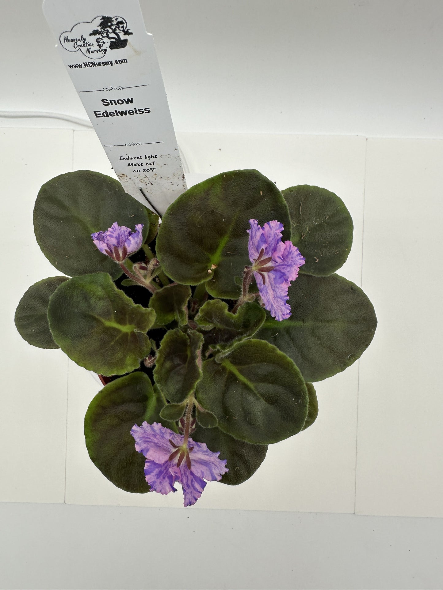 Snow Edelweiss - Live African Violet 4"
