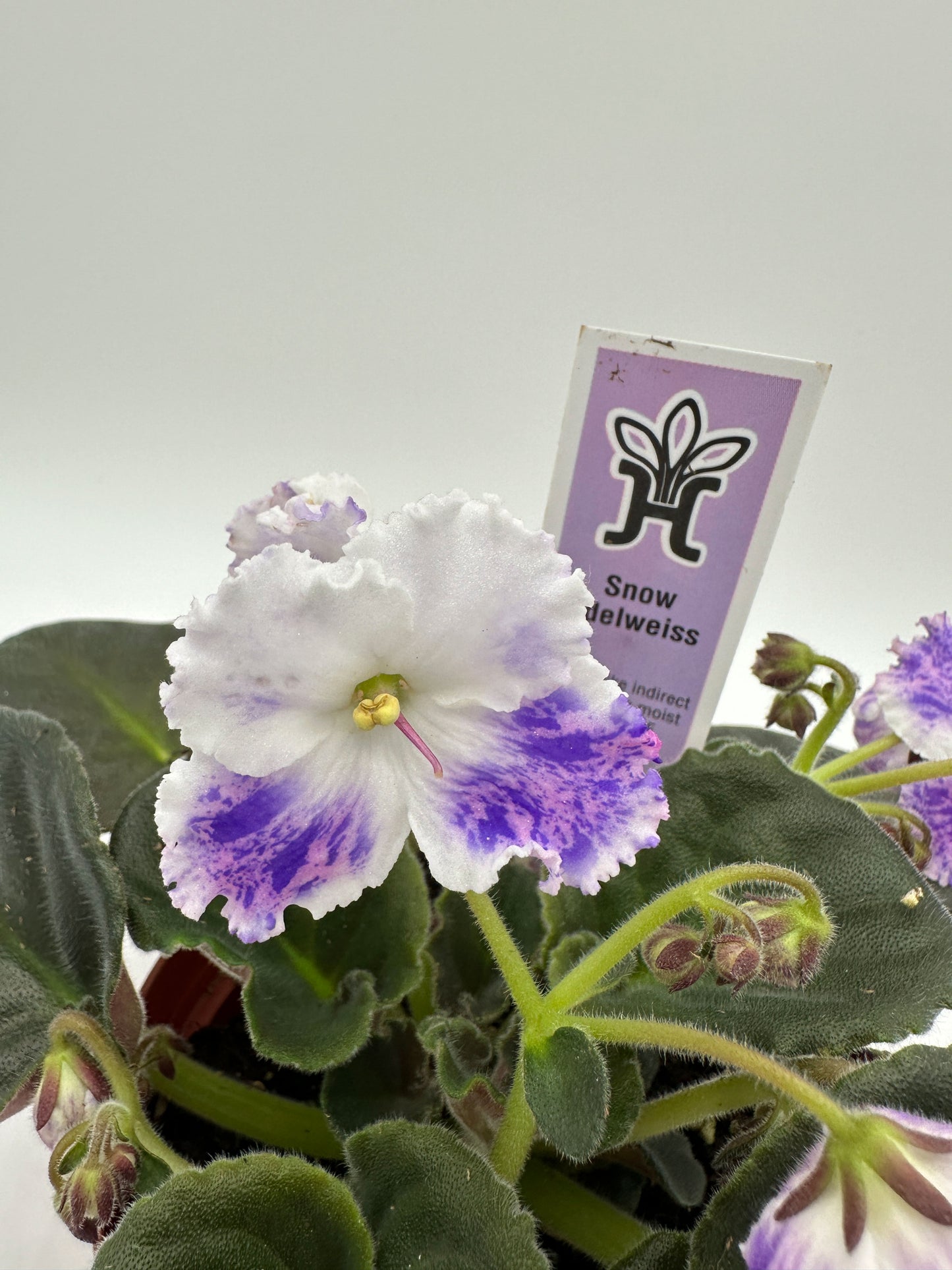 Snow Edelweiss - Live African Violet 4"