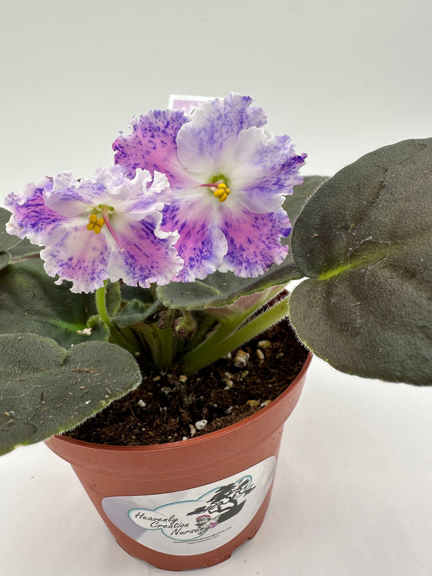 Snow Edelweiss - Live African Violet 4"