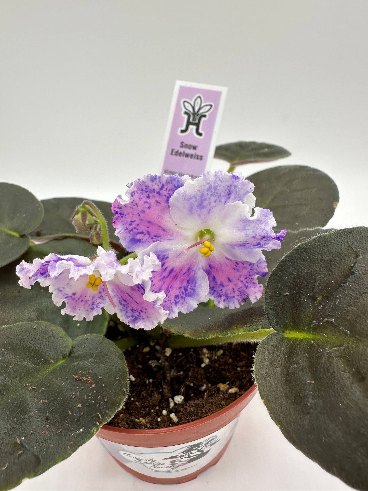 Snow Edelweiss - Live African Violet 4"